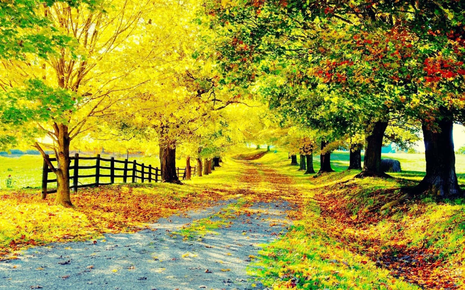 Provincial Road Path With Autumn Season Trees