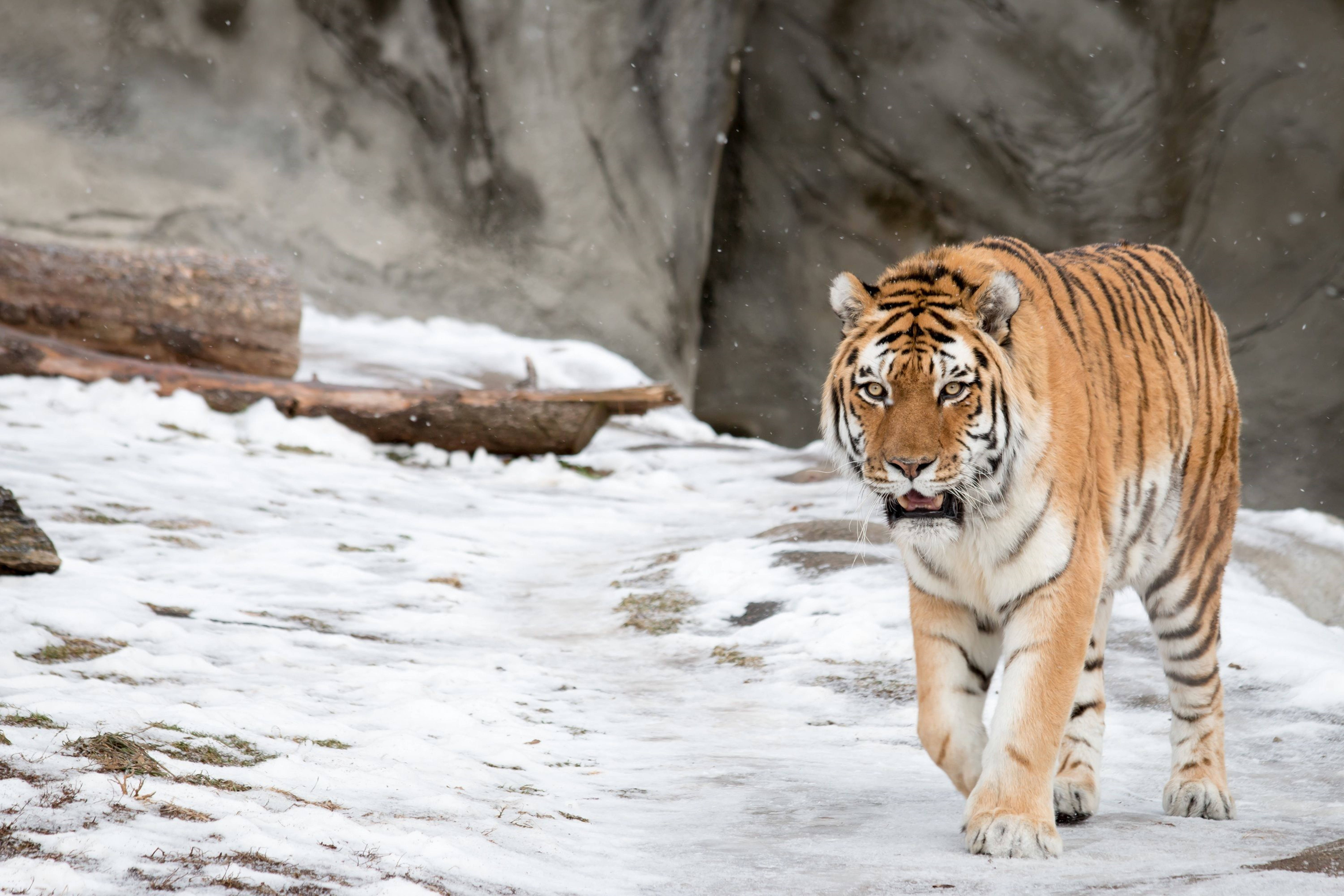 Prowling On Snow 8k Tiger Uhd