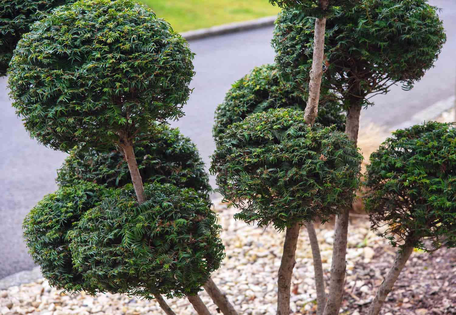 Pruned English Yew Bush Near Roadside Background