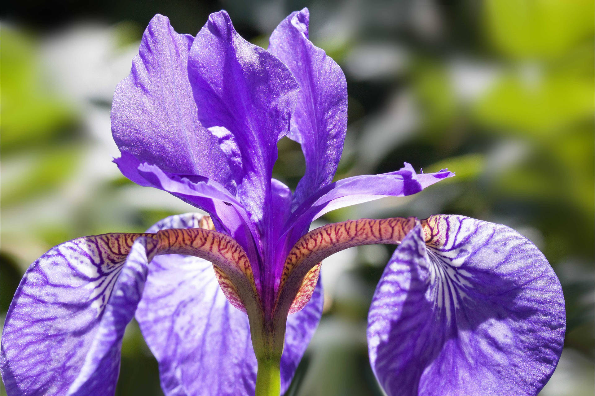 Pseudacorus Iris Flower Background