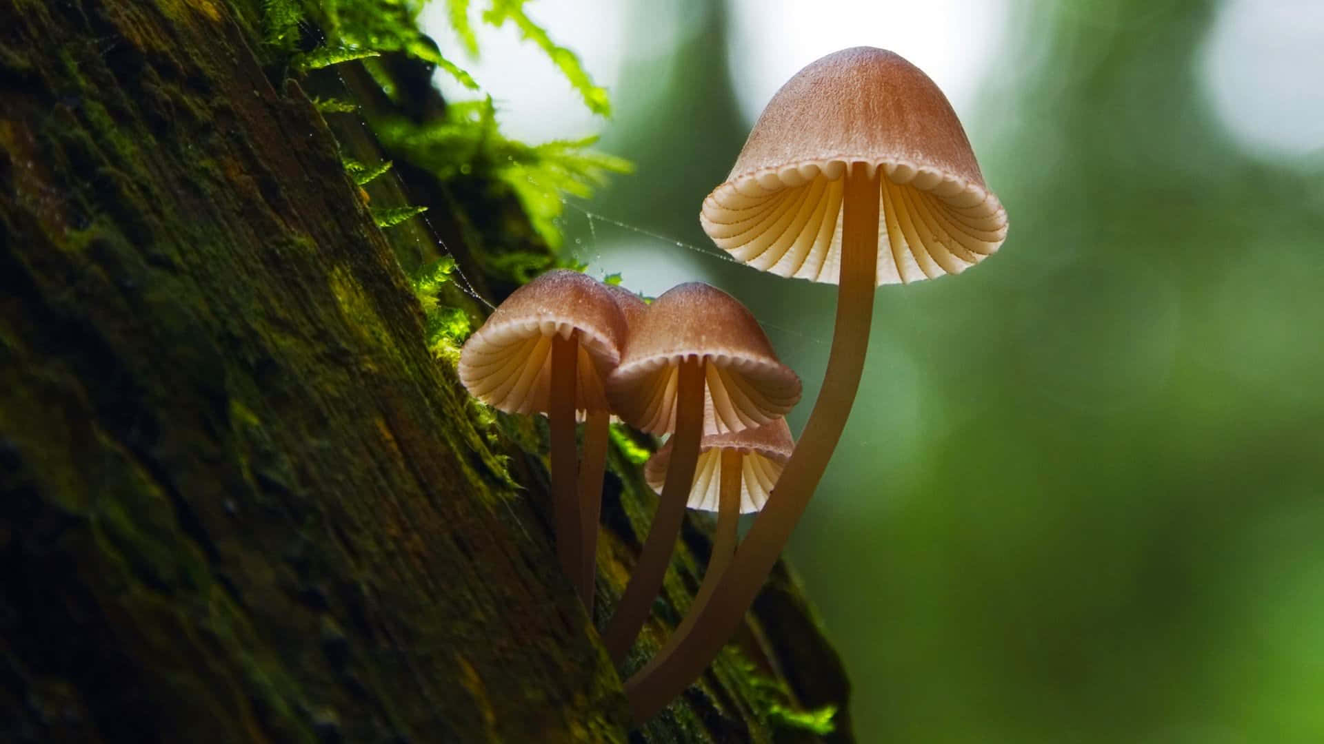 Psilocybe Fungus Mushroom On A Tree