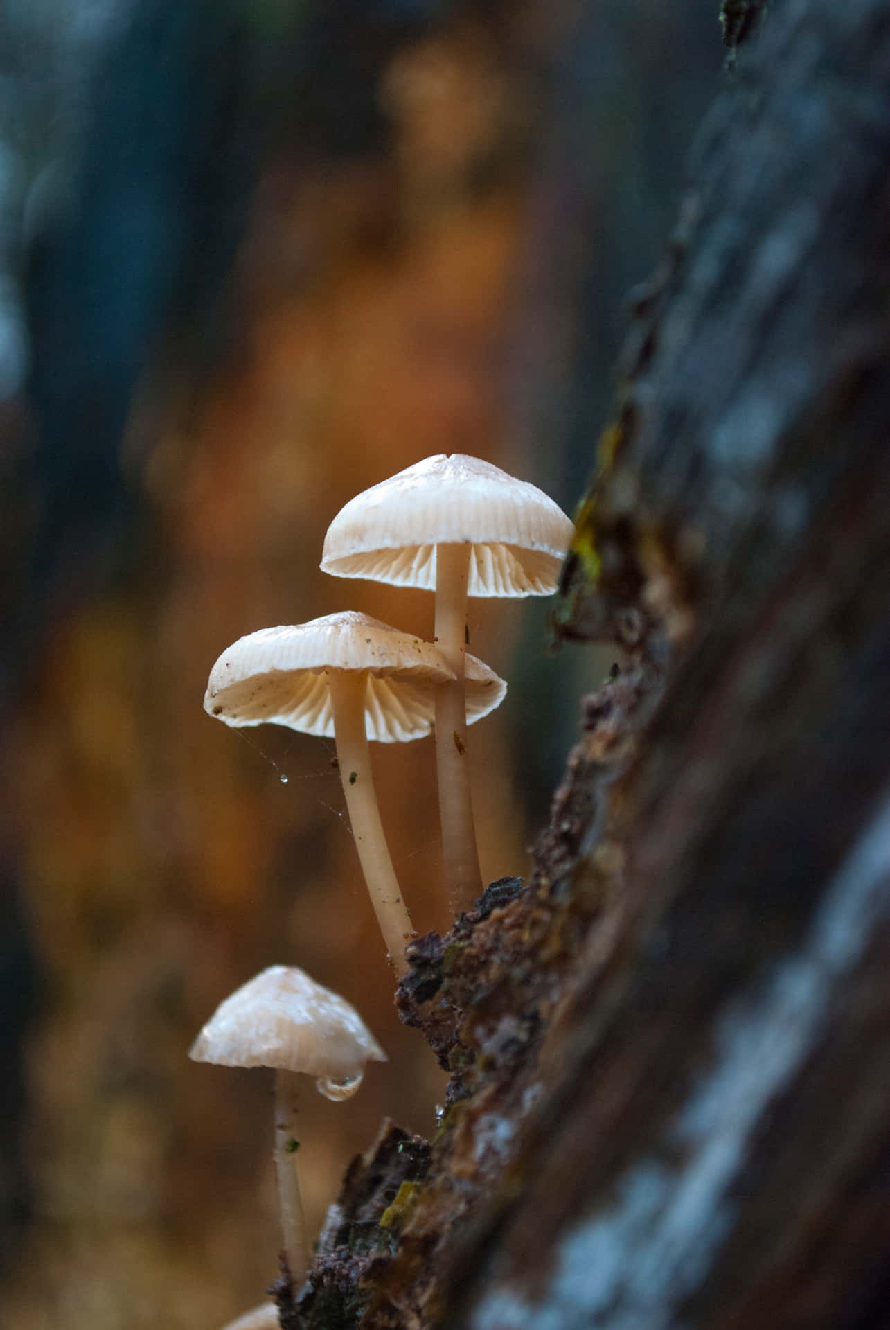 Psilocybe Fungus On Live Tree