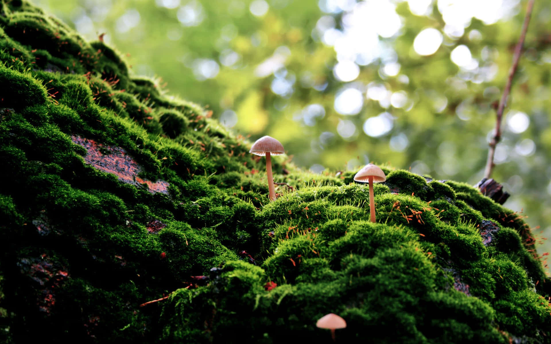 Psilocybe Fungus On Mossy Rock Background