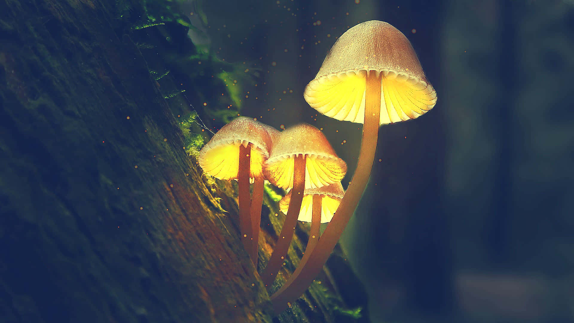 Psilocybe Fungus With Glowing Yellow Cap