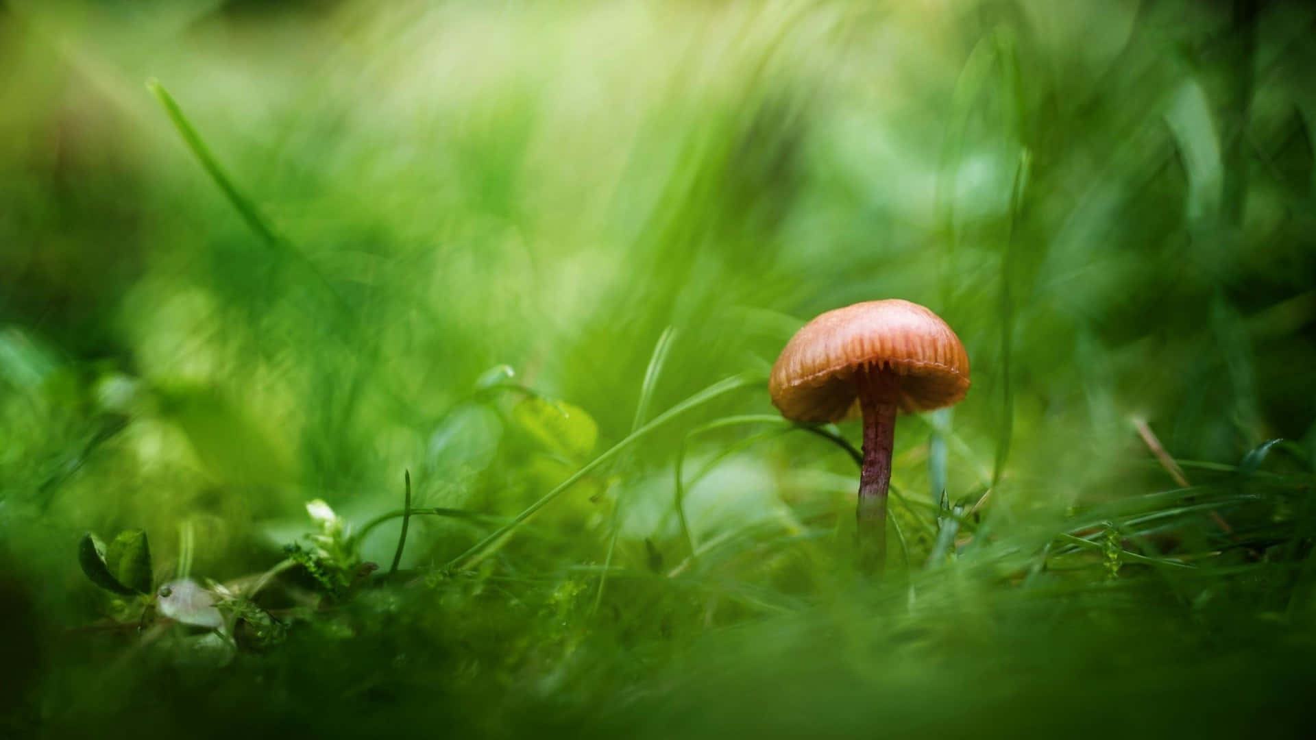 Psilocybe Fungus With Round Brown Cap