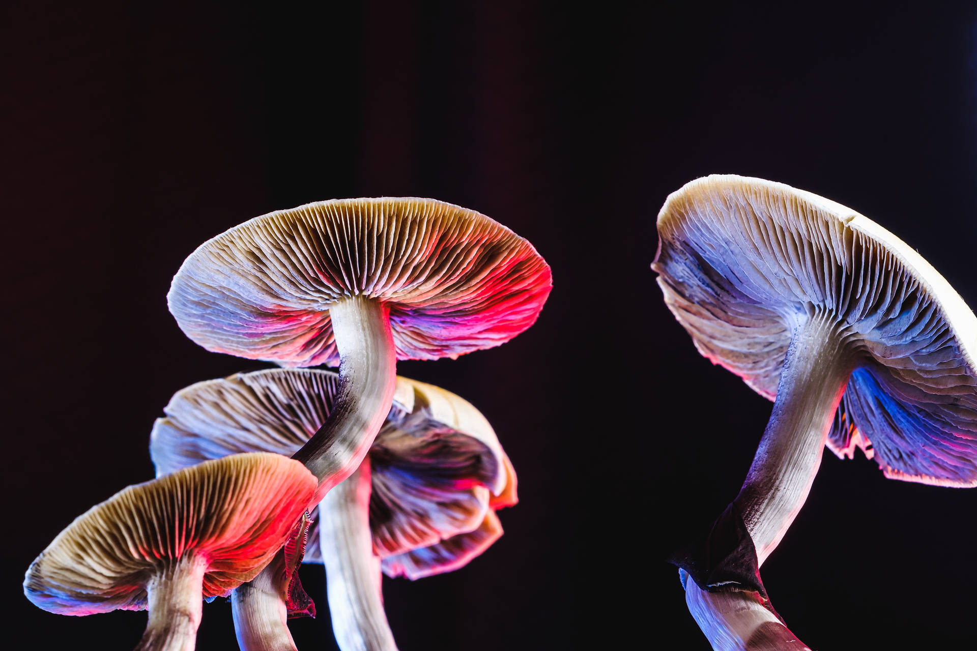 Psychedelic Mushroom On Black Background Background