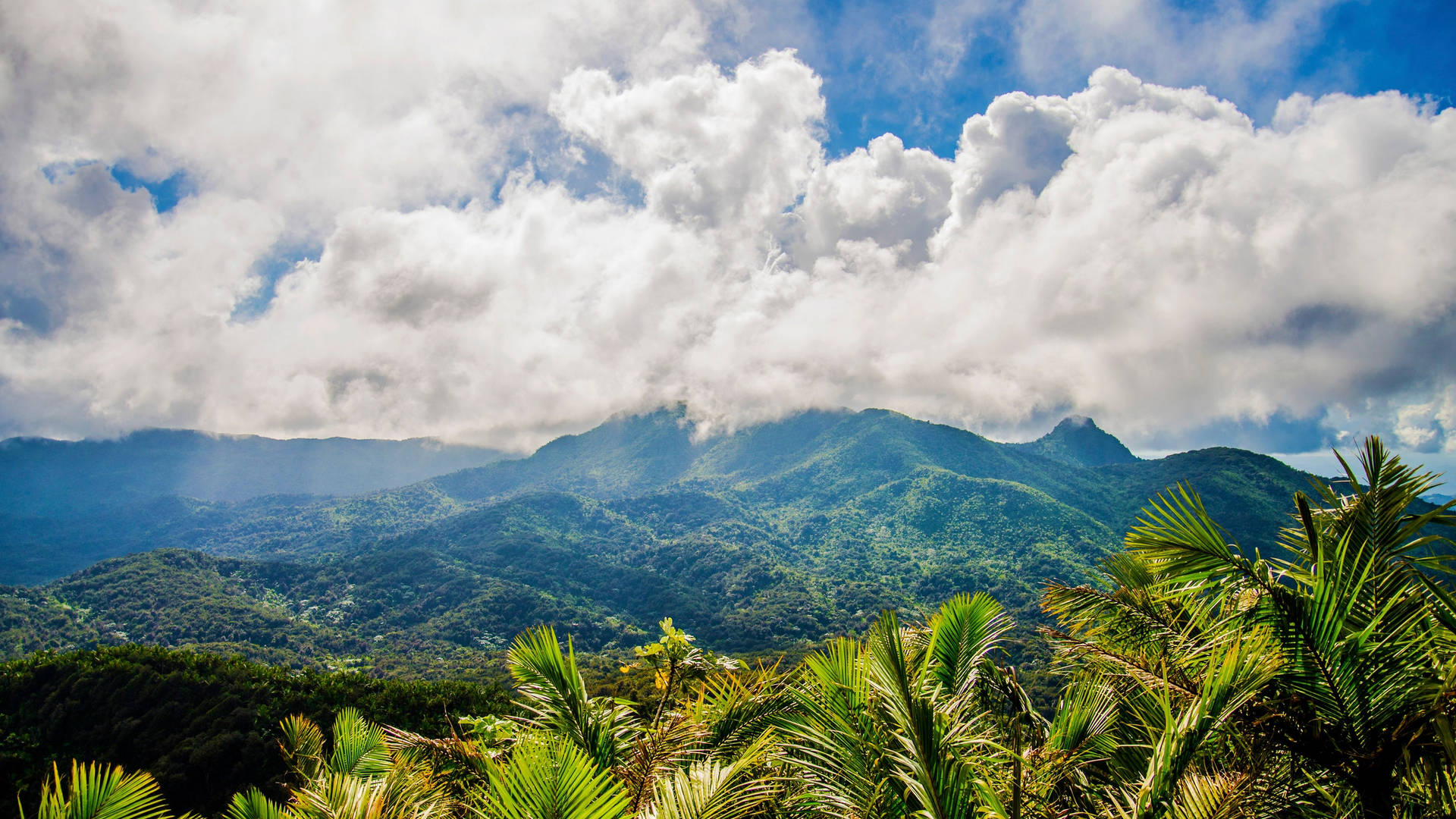 Puerto Rico Rainforest Background
