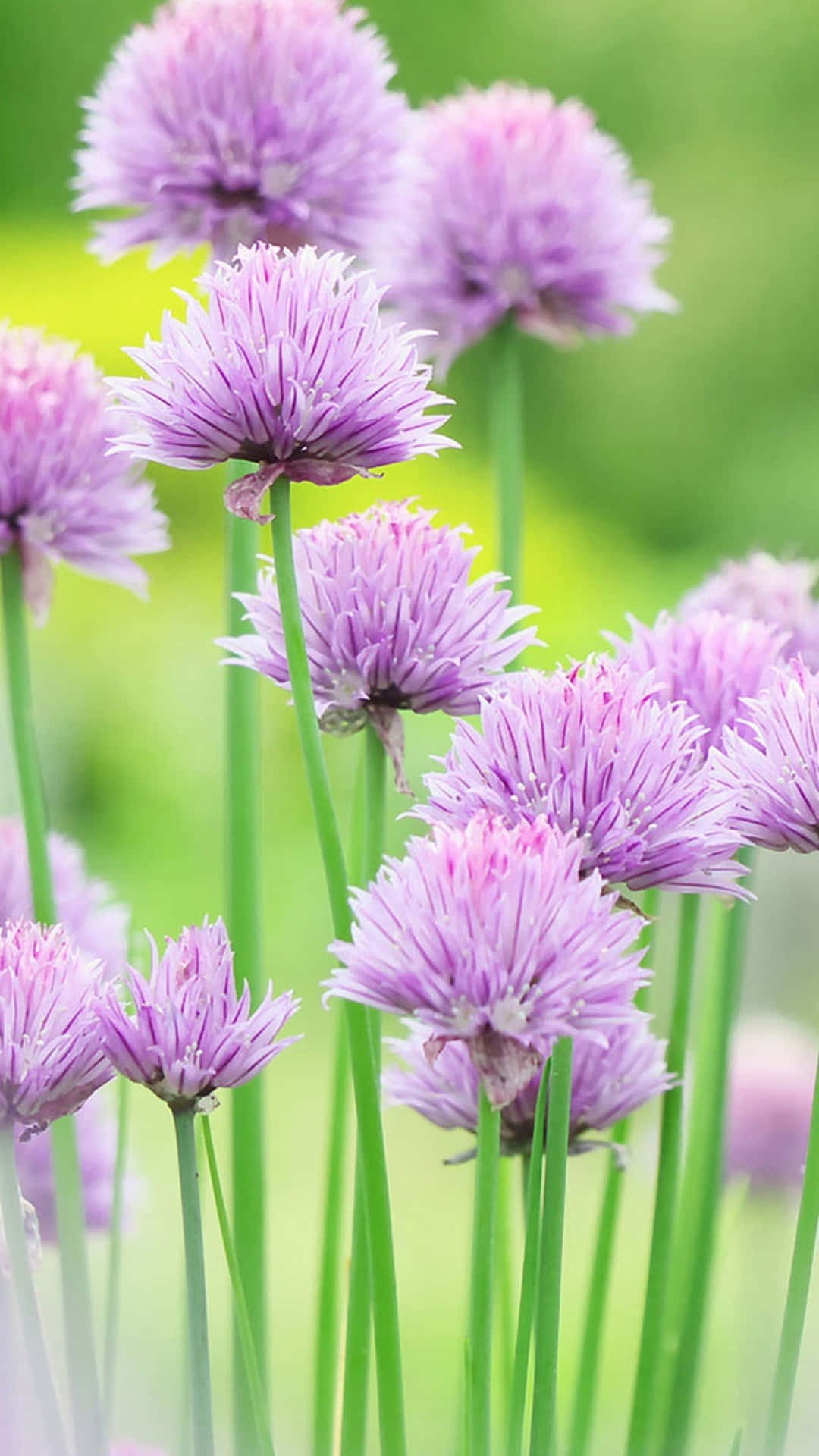 Puffball Nature Flower Background