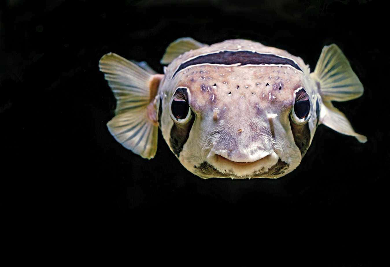 Pufferfish Portrait Black Background Background