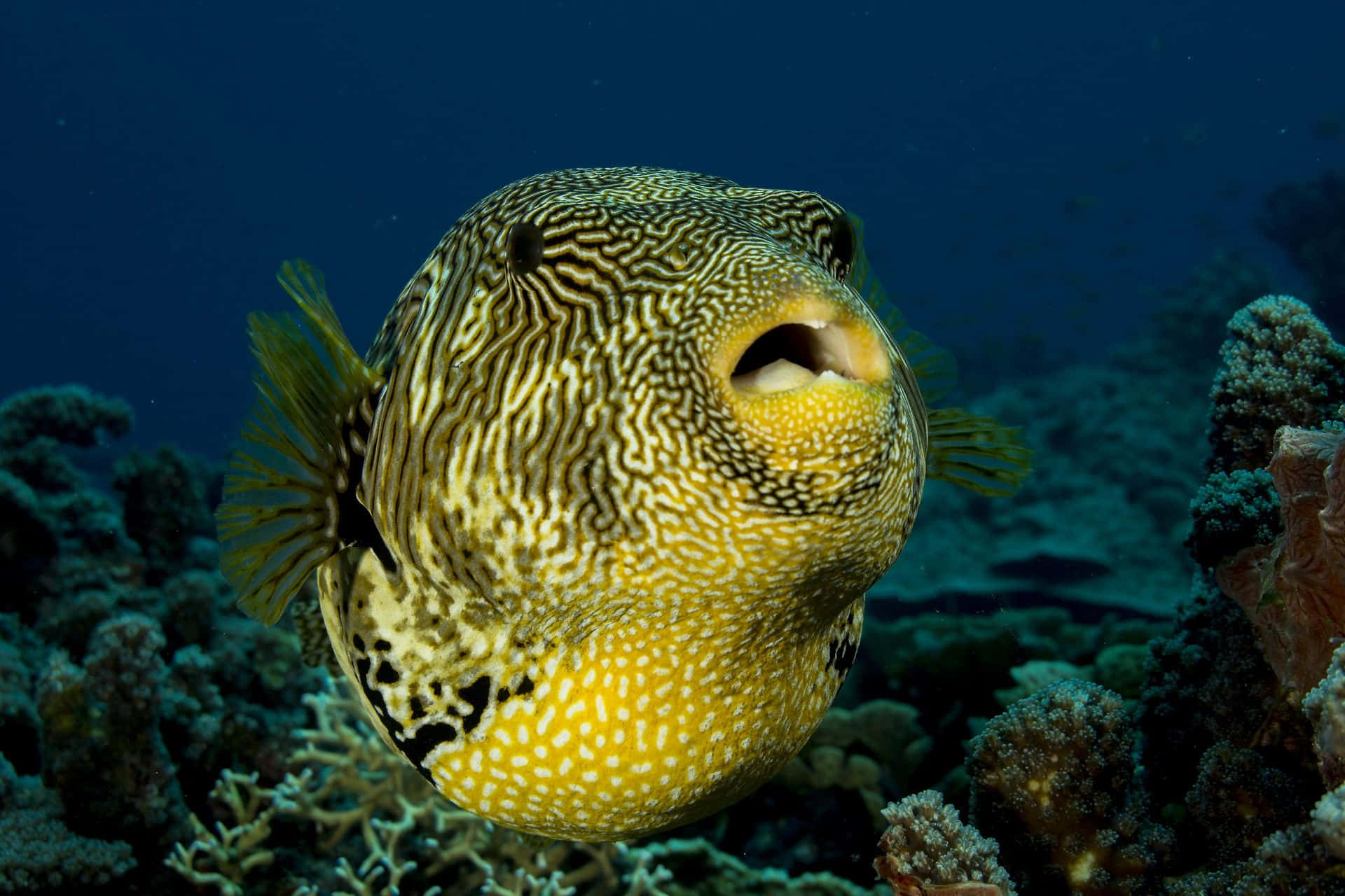 Pufferfish Swimming Among Coral Reef Background