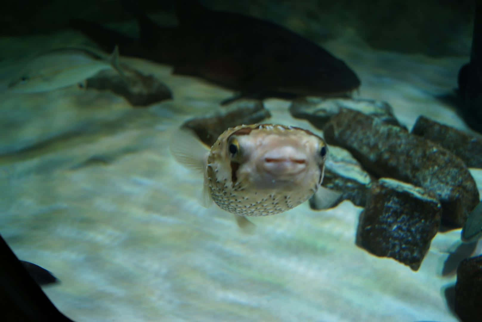 Pufferfish Swimming Aquarium Background