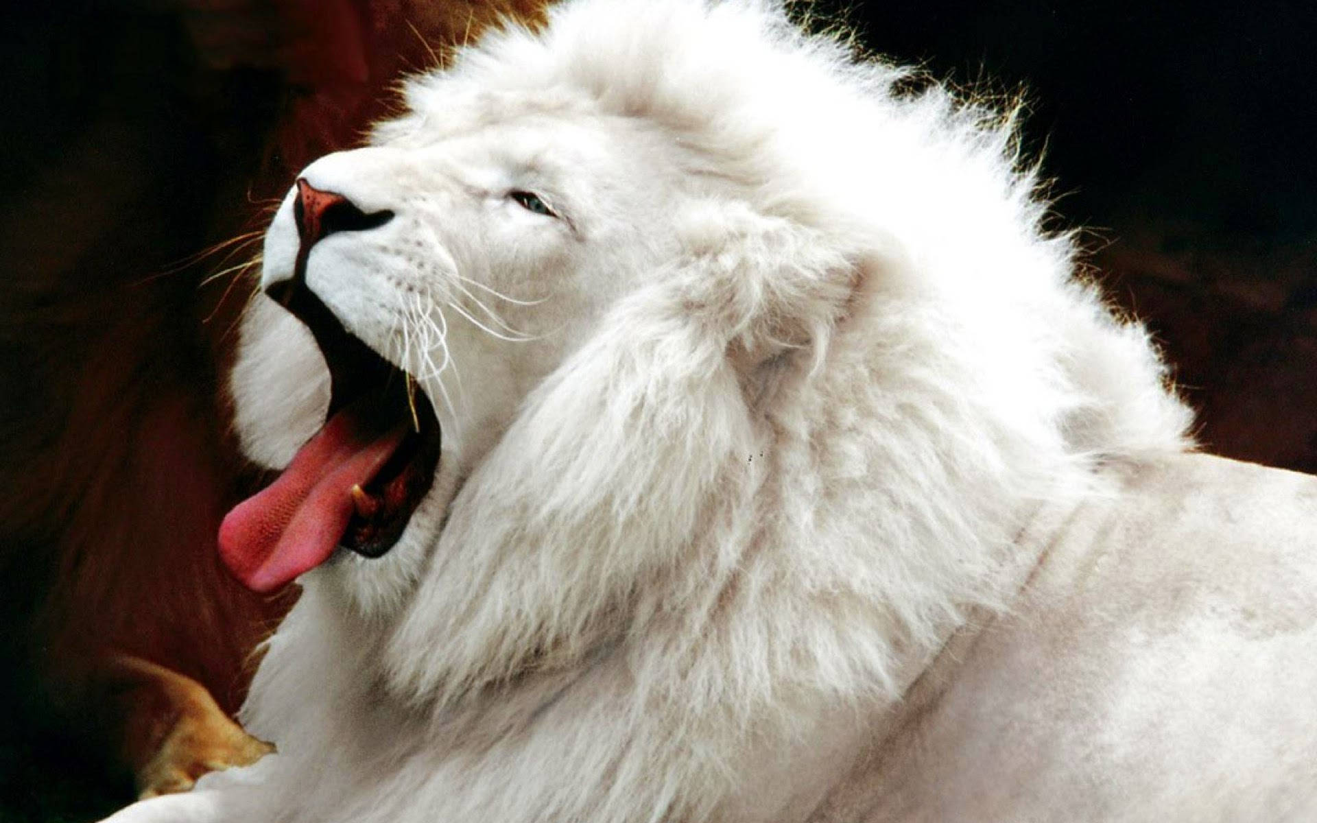 Puffy White Lion Yawning Background