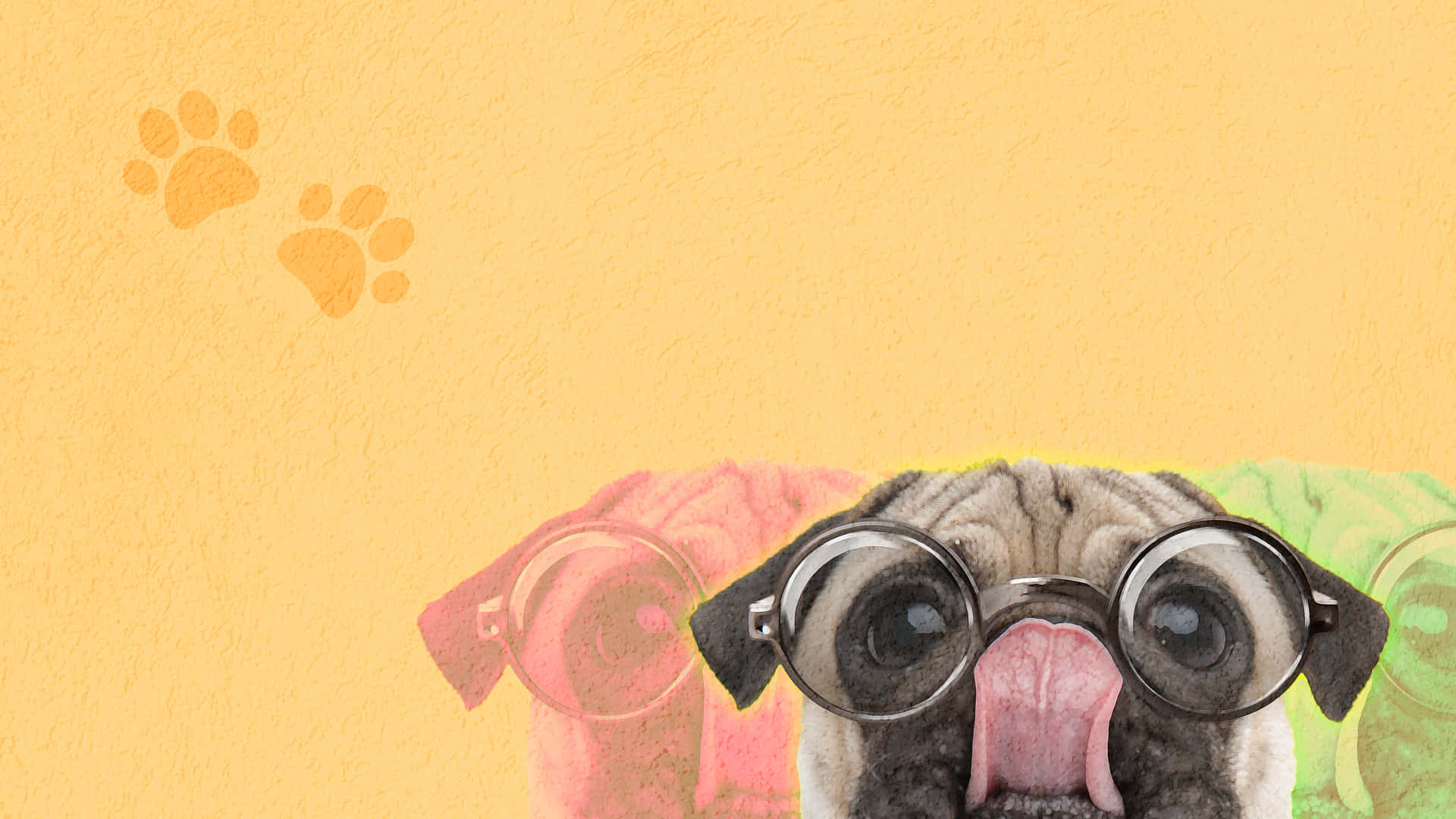 Pug 5k Desktop Background