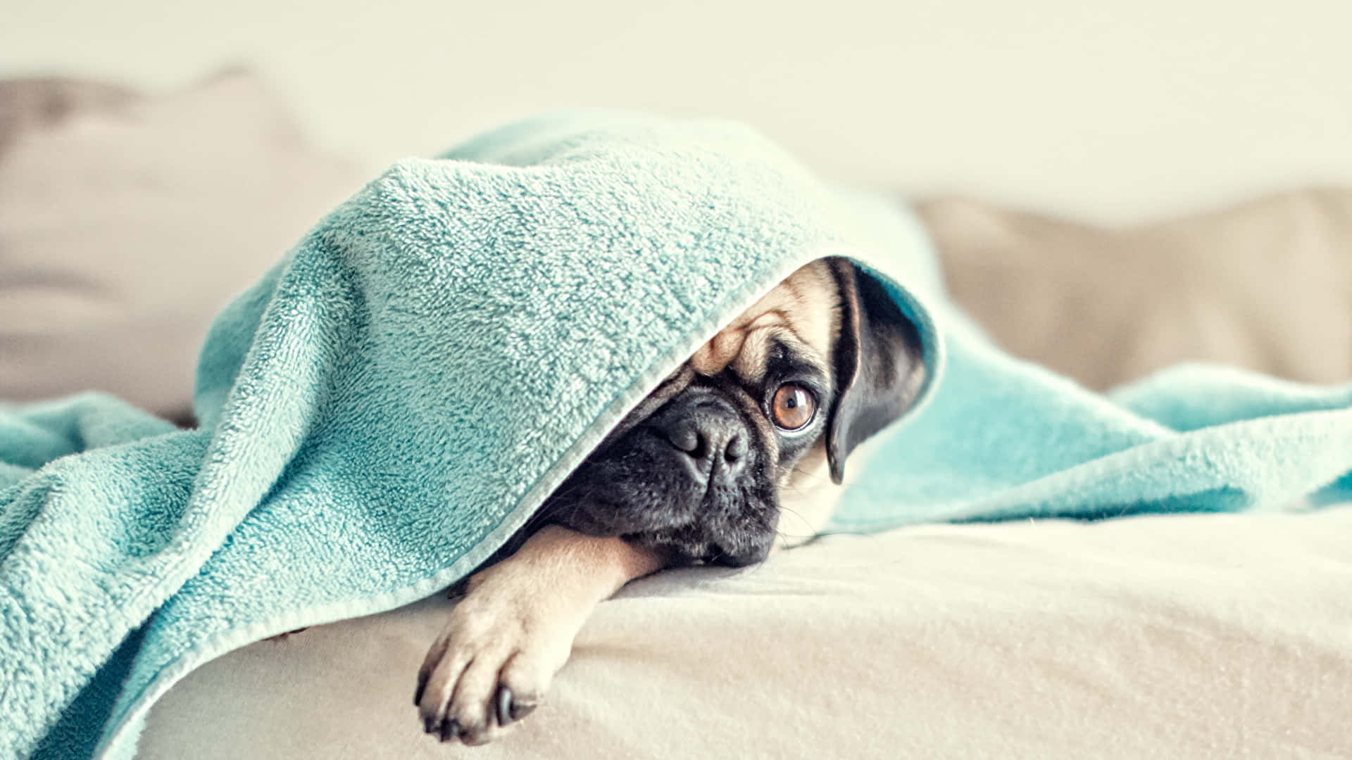 Pug Covered In A Blanket Background