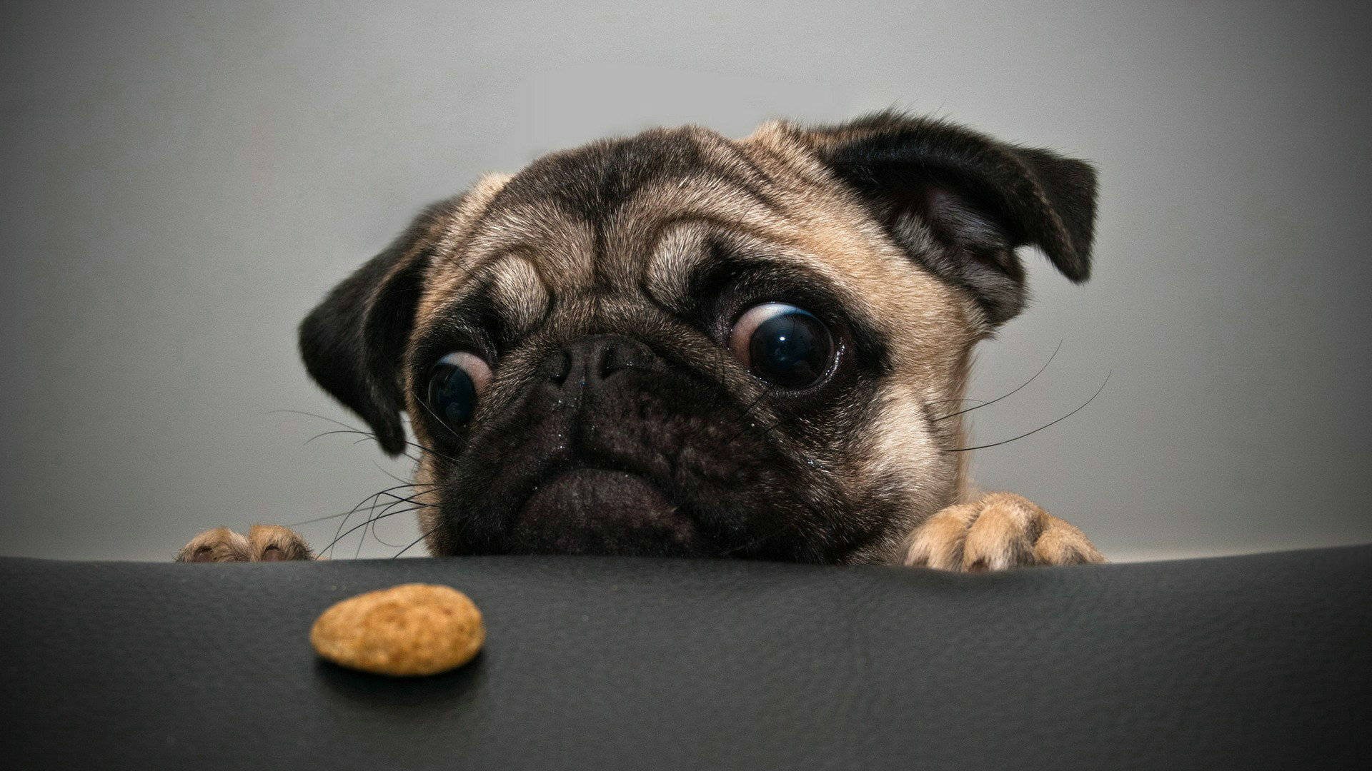 Pug Crazy For Treat Background