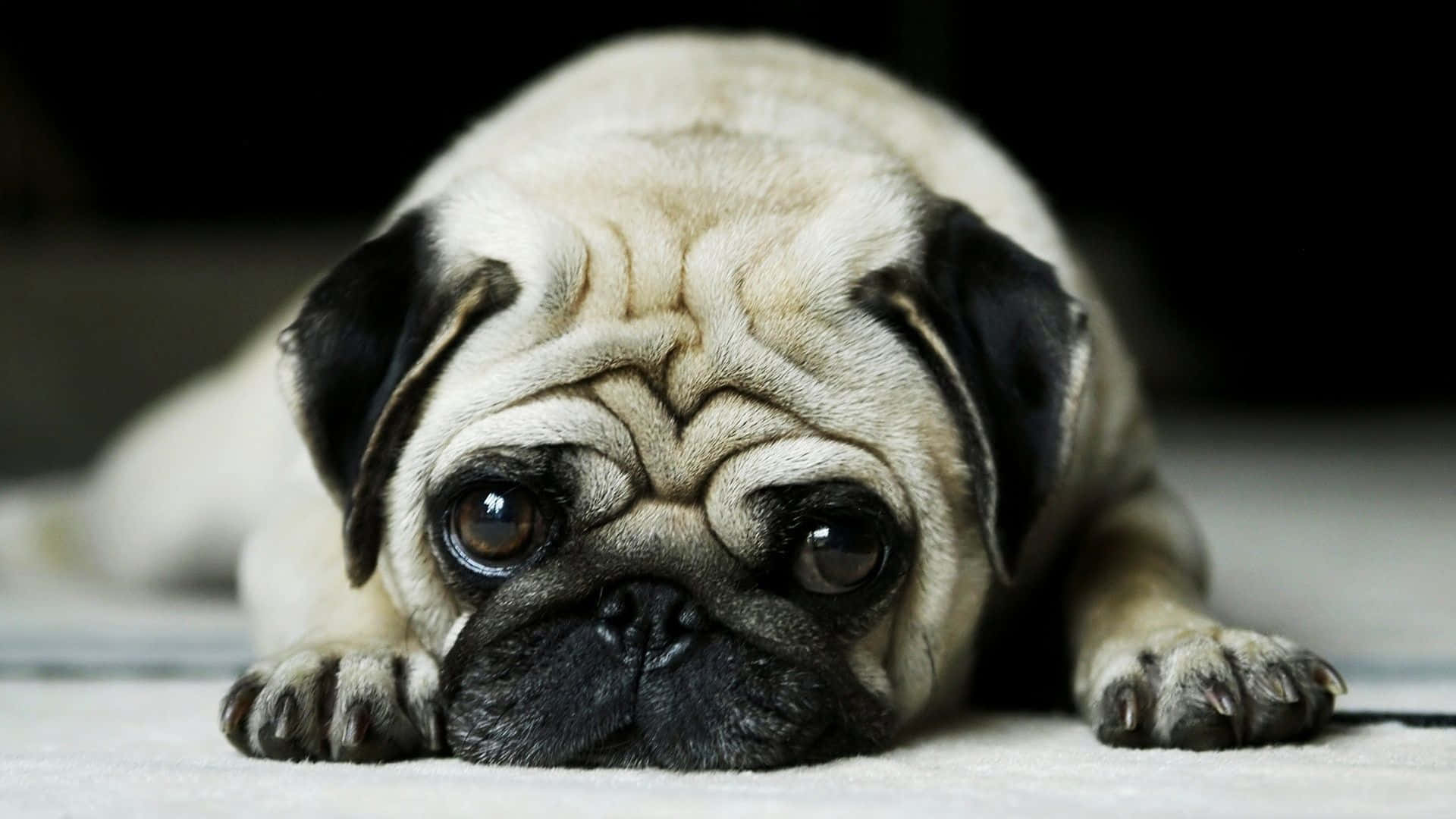 Pug Dog Breeds On The Floor