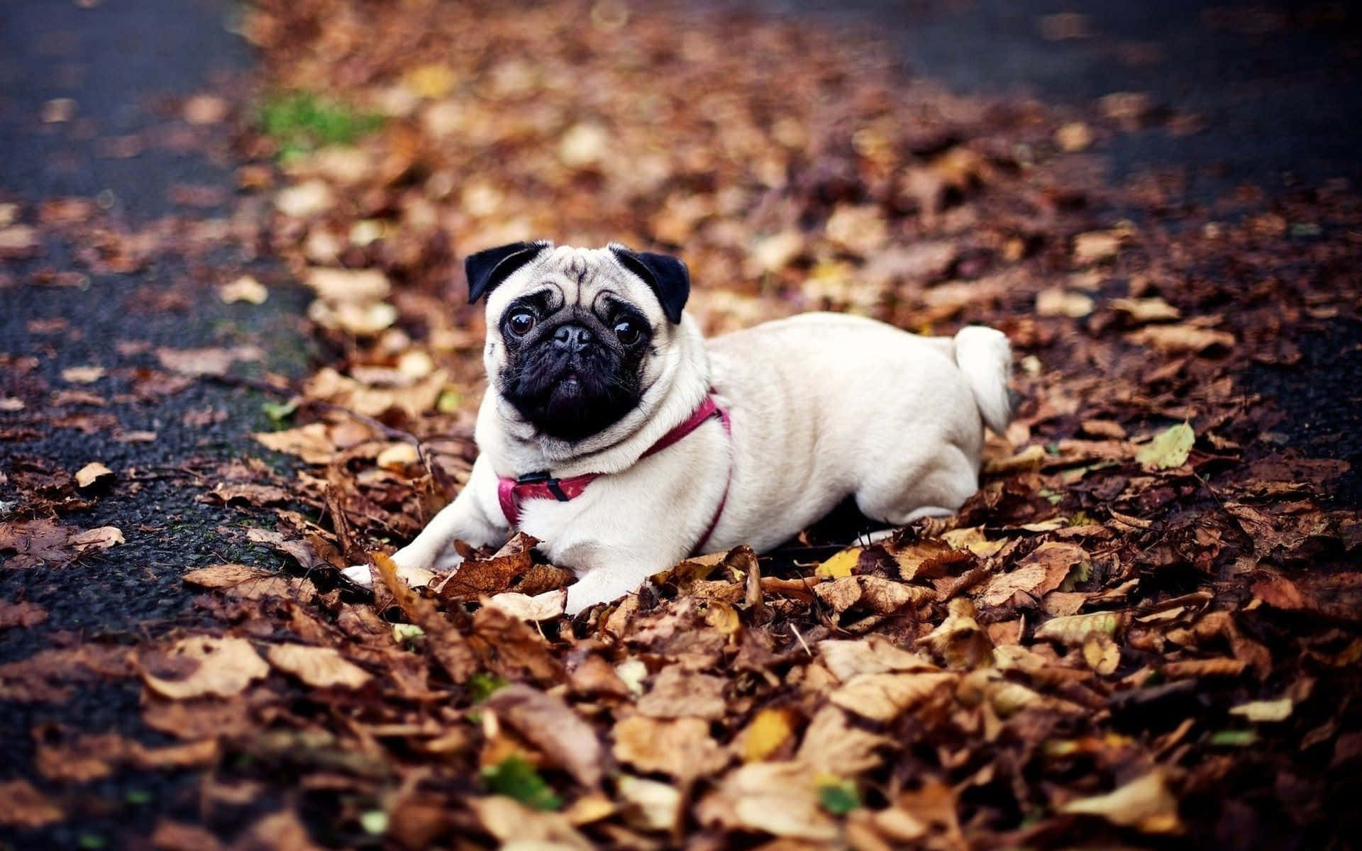 Pug Dog Dry Leaves