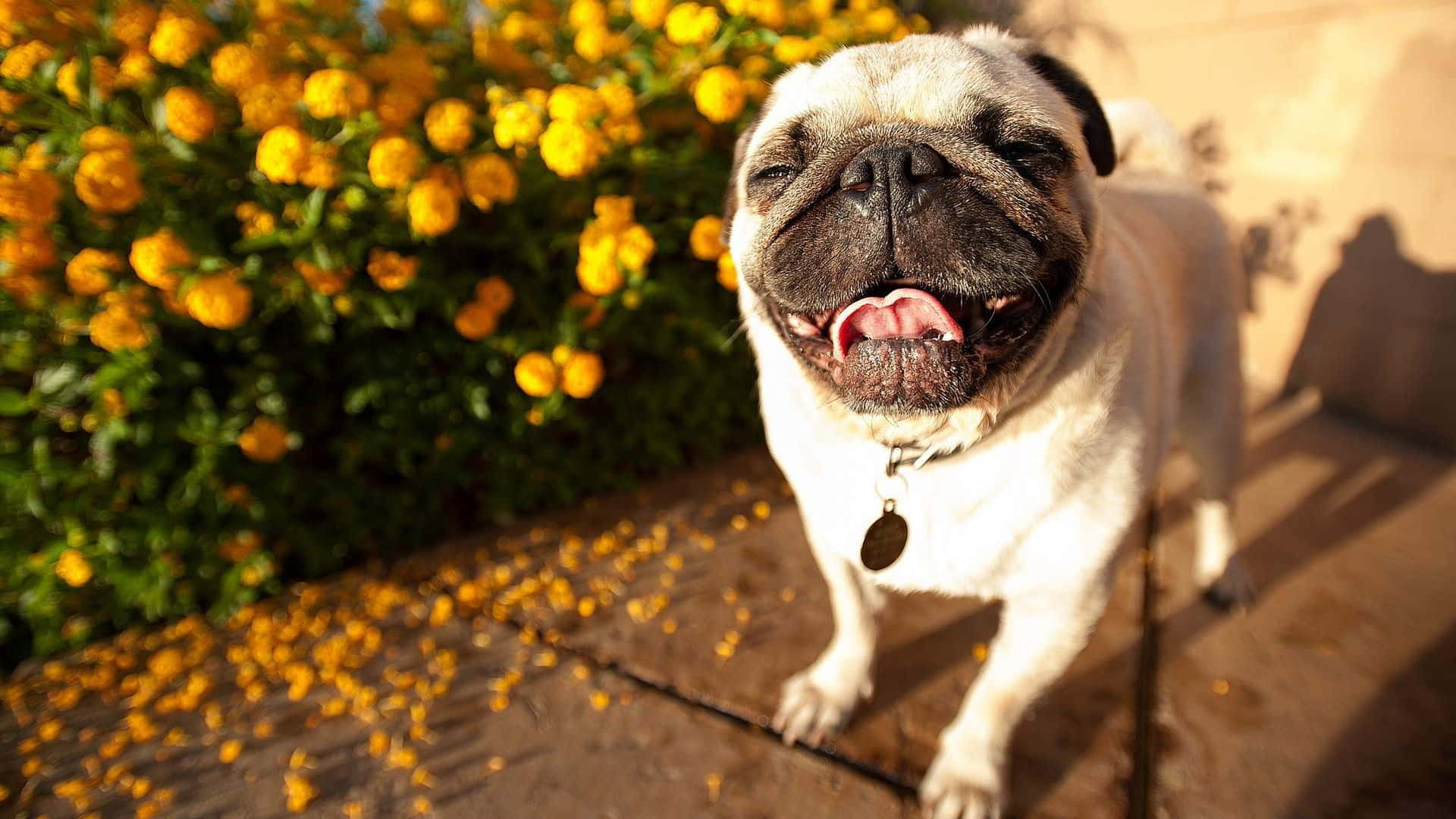 Pug Dog Enjoys The Sun Background