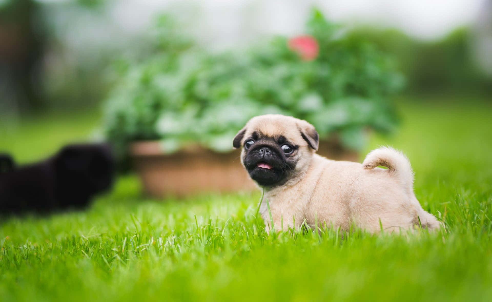 Pug Dog Green Garden Background