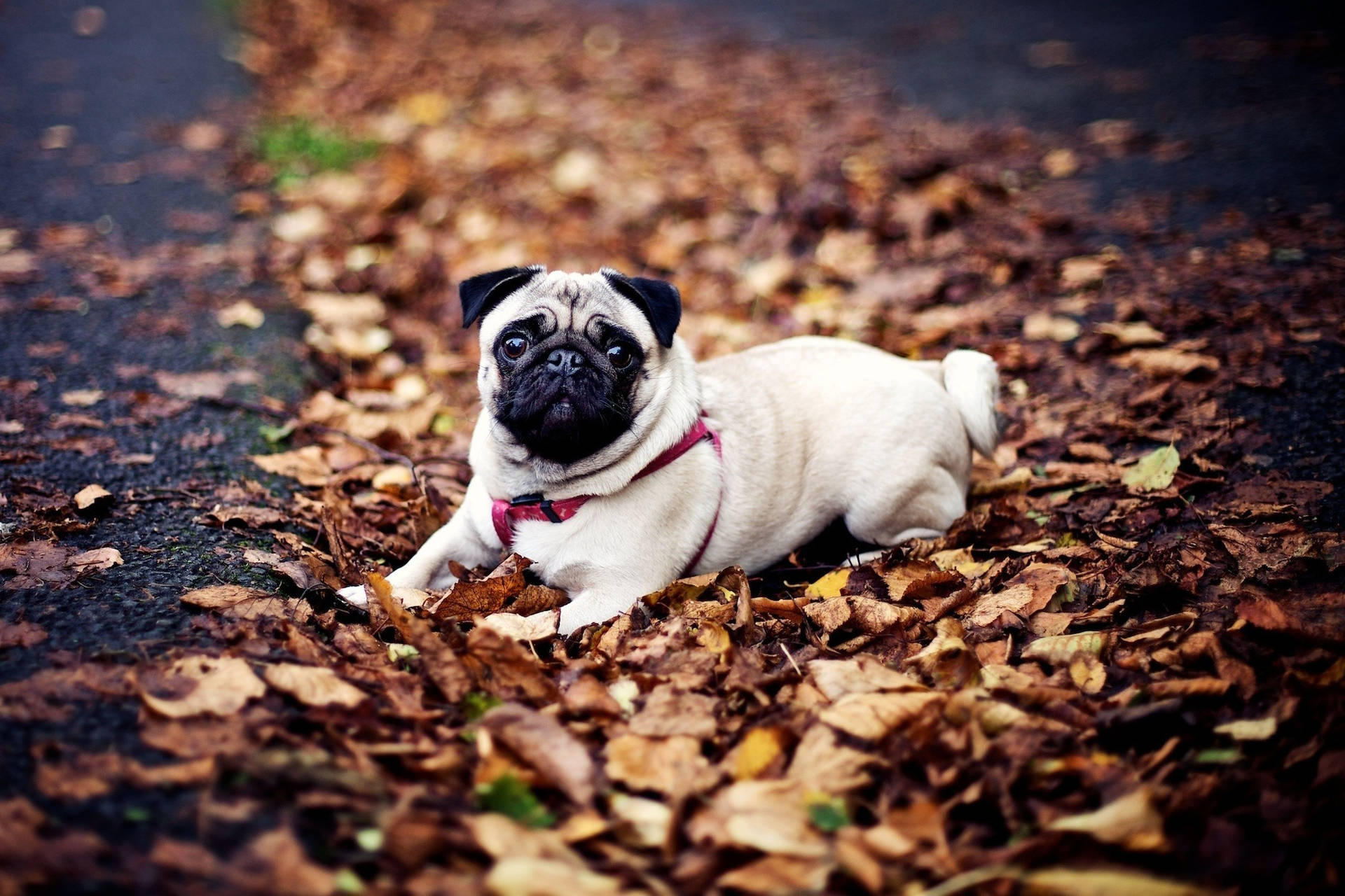 Pug Dog In Autumn Background