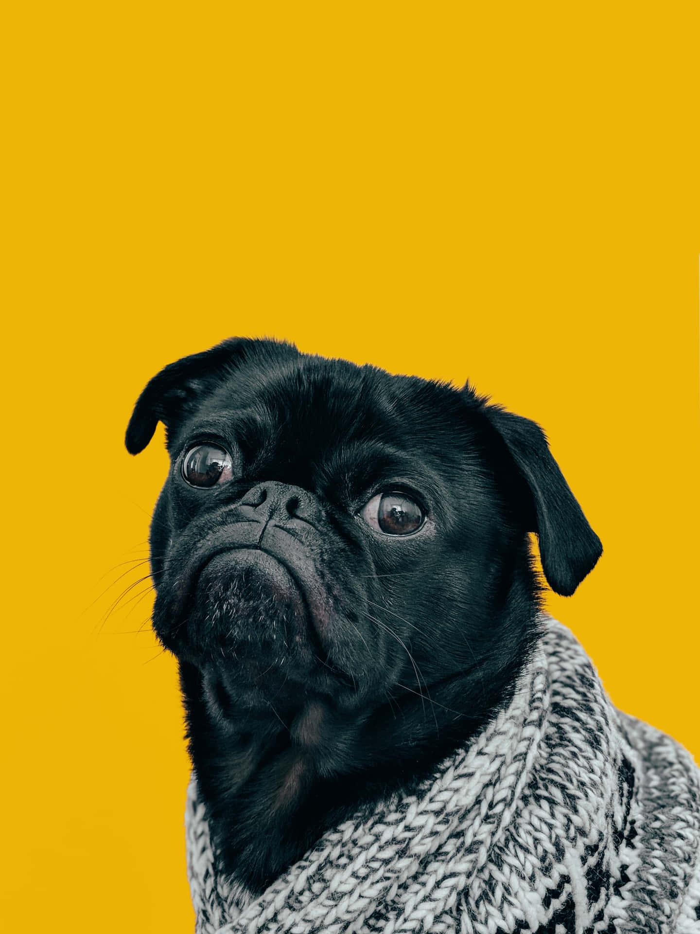 Pug Dog In Mustard Background