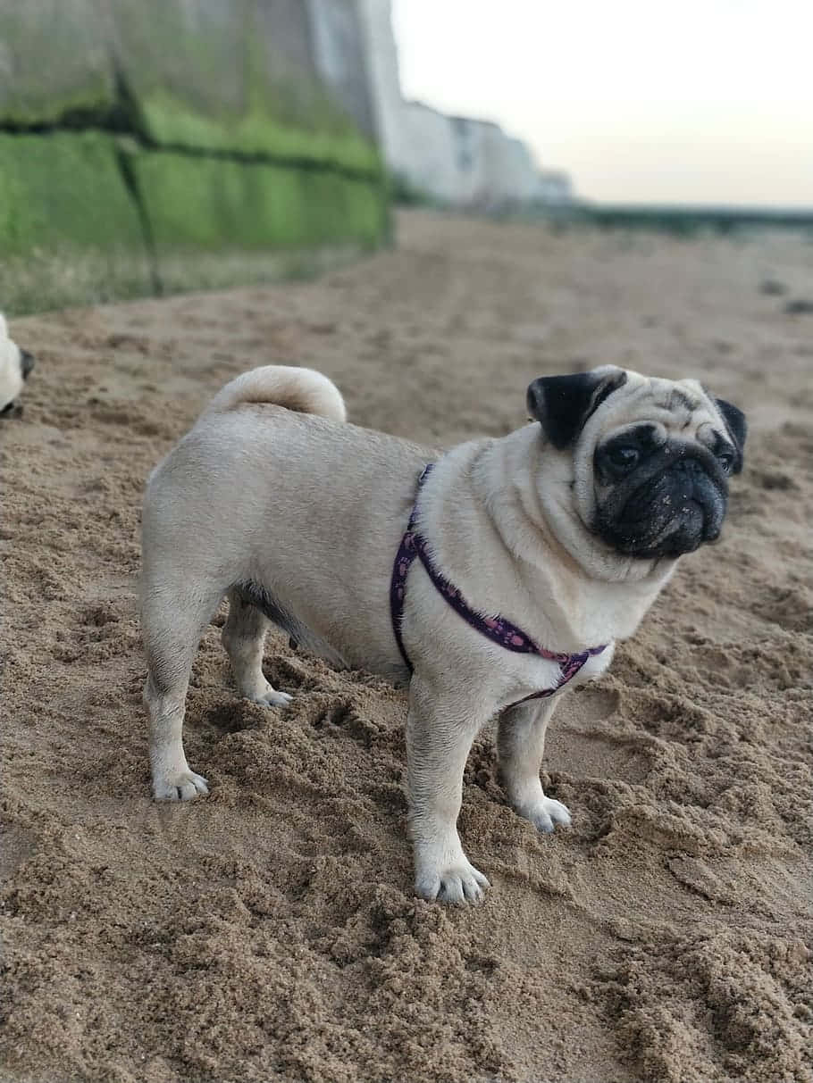 Pug Dog In The Sand Background