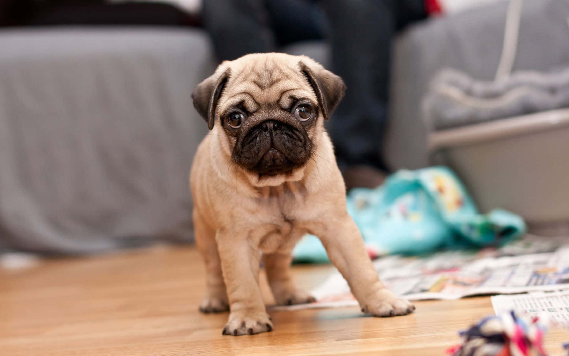 Pug Dog Inside The House Background