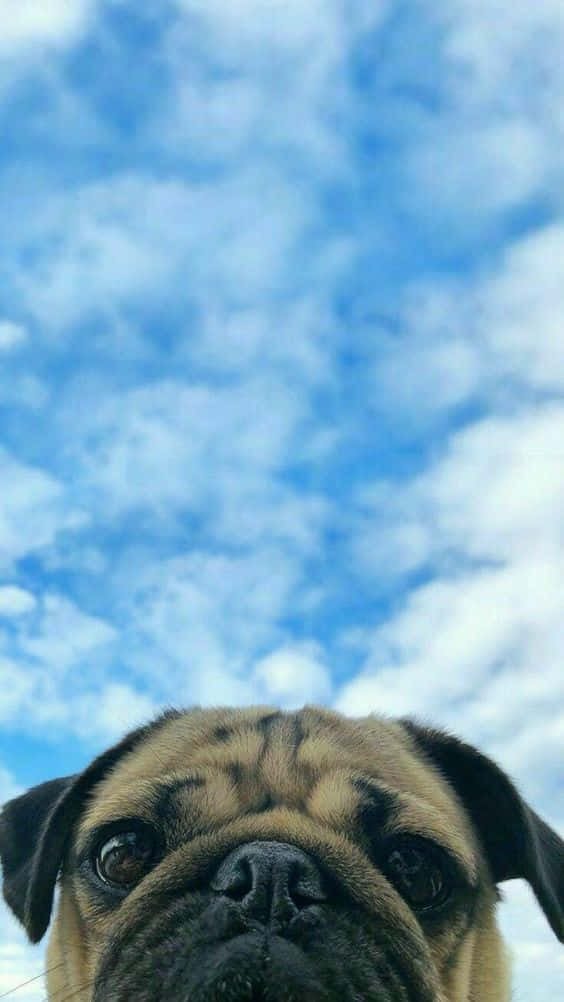 Pug Dog Iphone Background