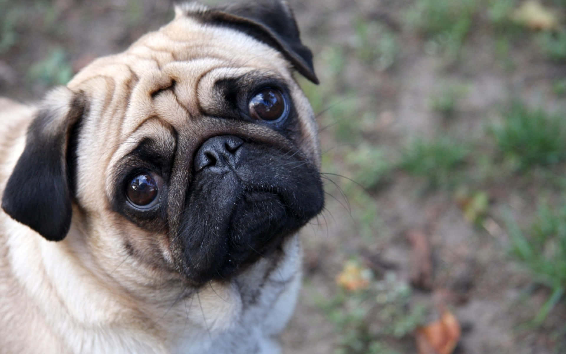 Pug Dog On The Ground Background