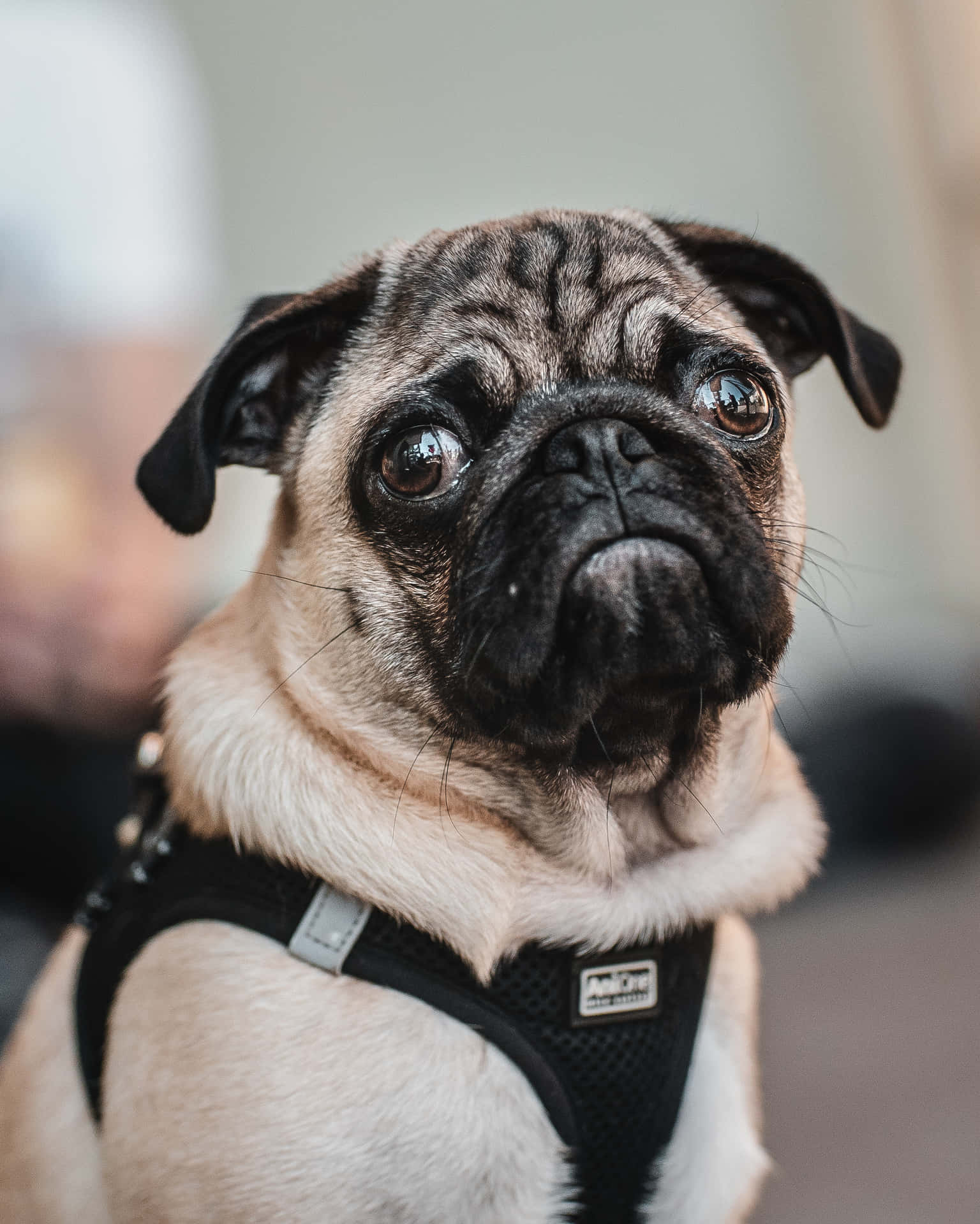 Pug Dog With Leash