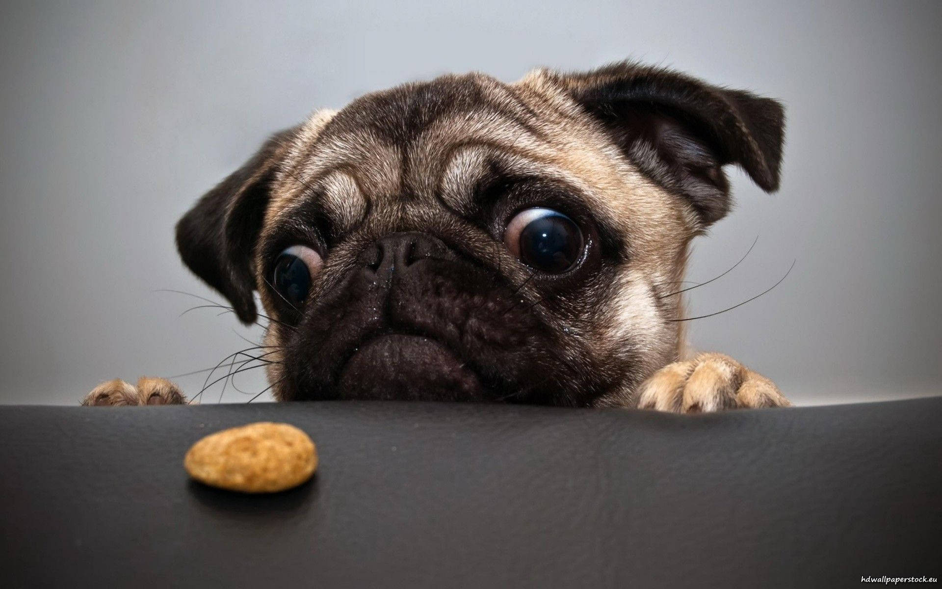 Pug Eyeson Treat Background