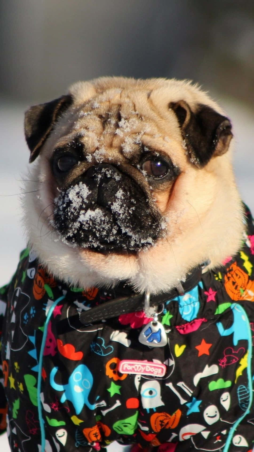 Pug In A Colorful Jacket Background