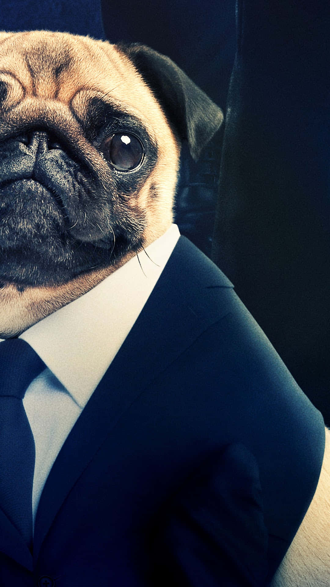 Pug In A Suit Background