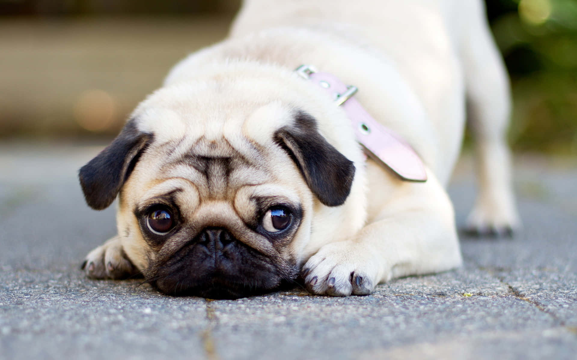 Pug Laying Head On Ground Background
