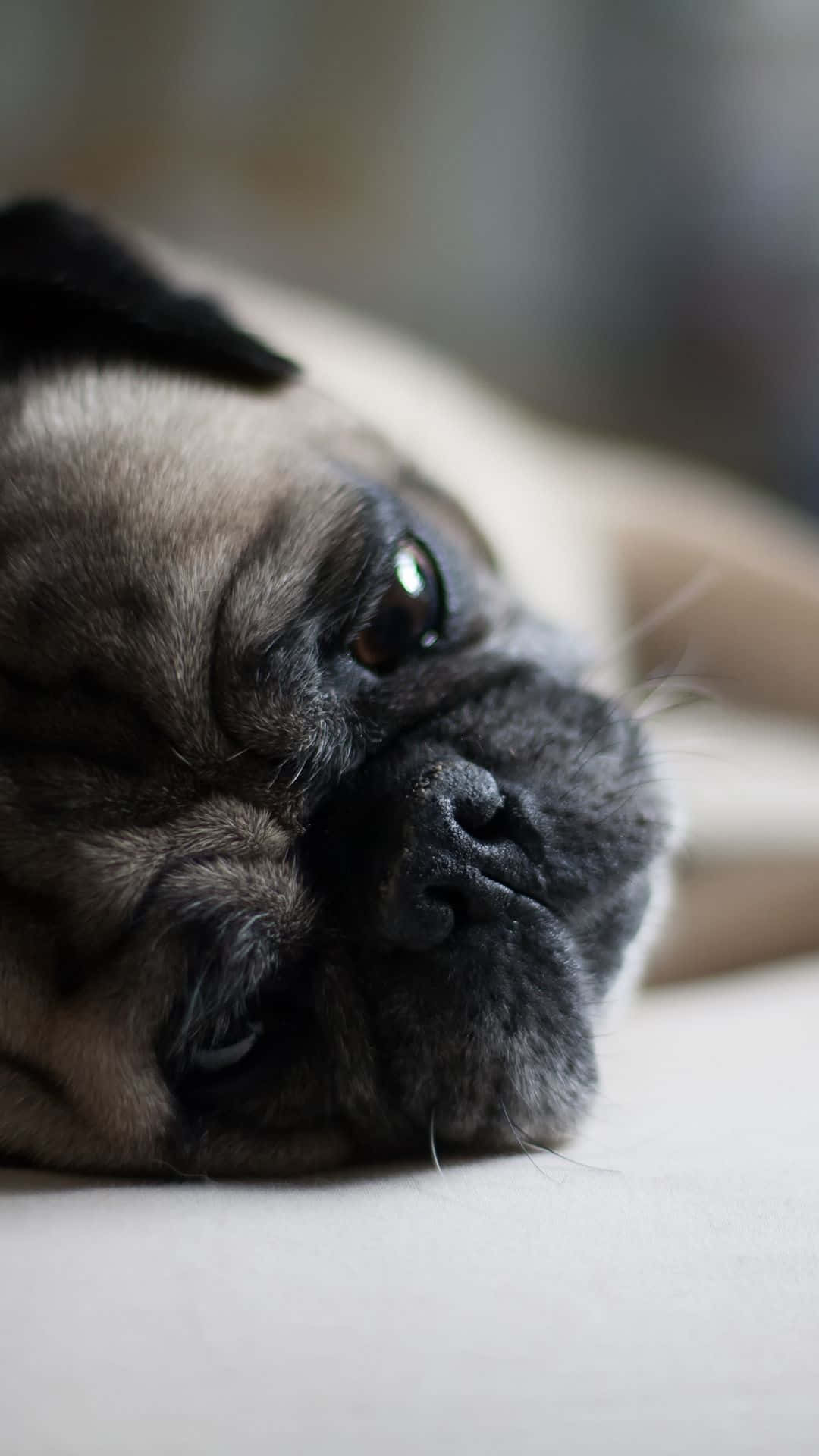 Pug Lying On The Floor Background