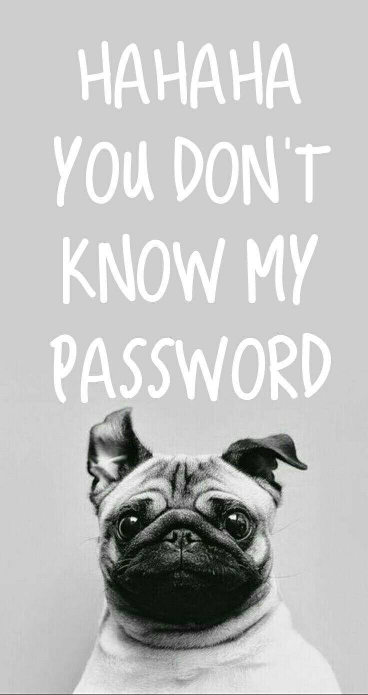 Pug Meme On You Don't Know My Password Background