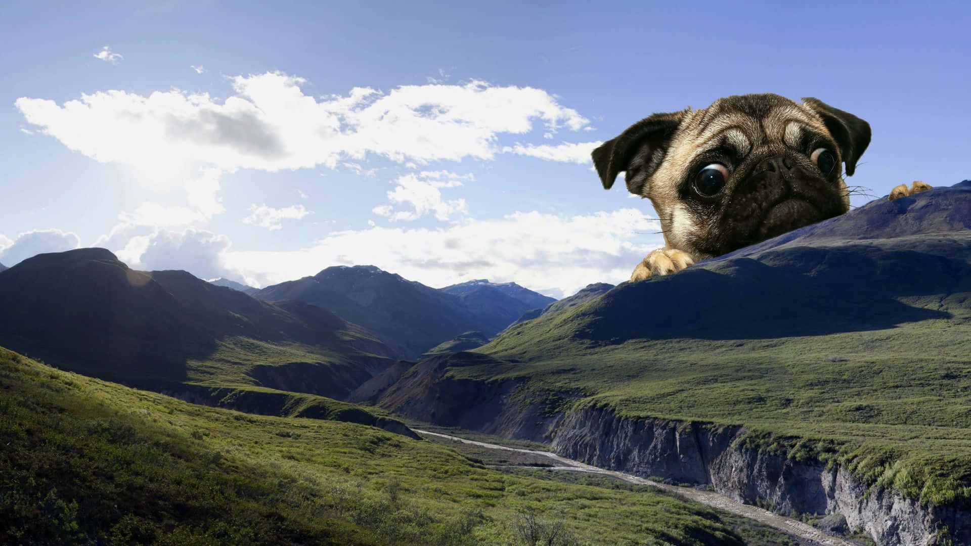 Pug Peeking Behind The Mountain Background