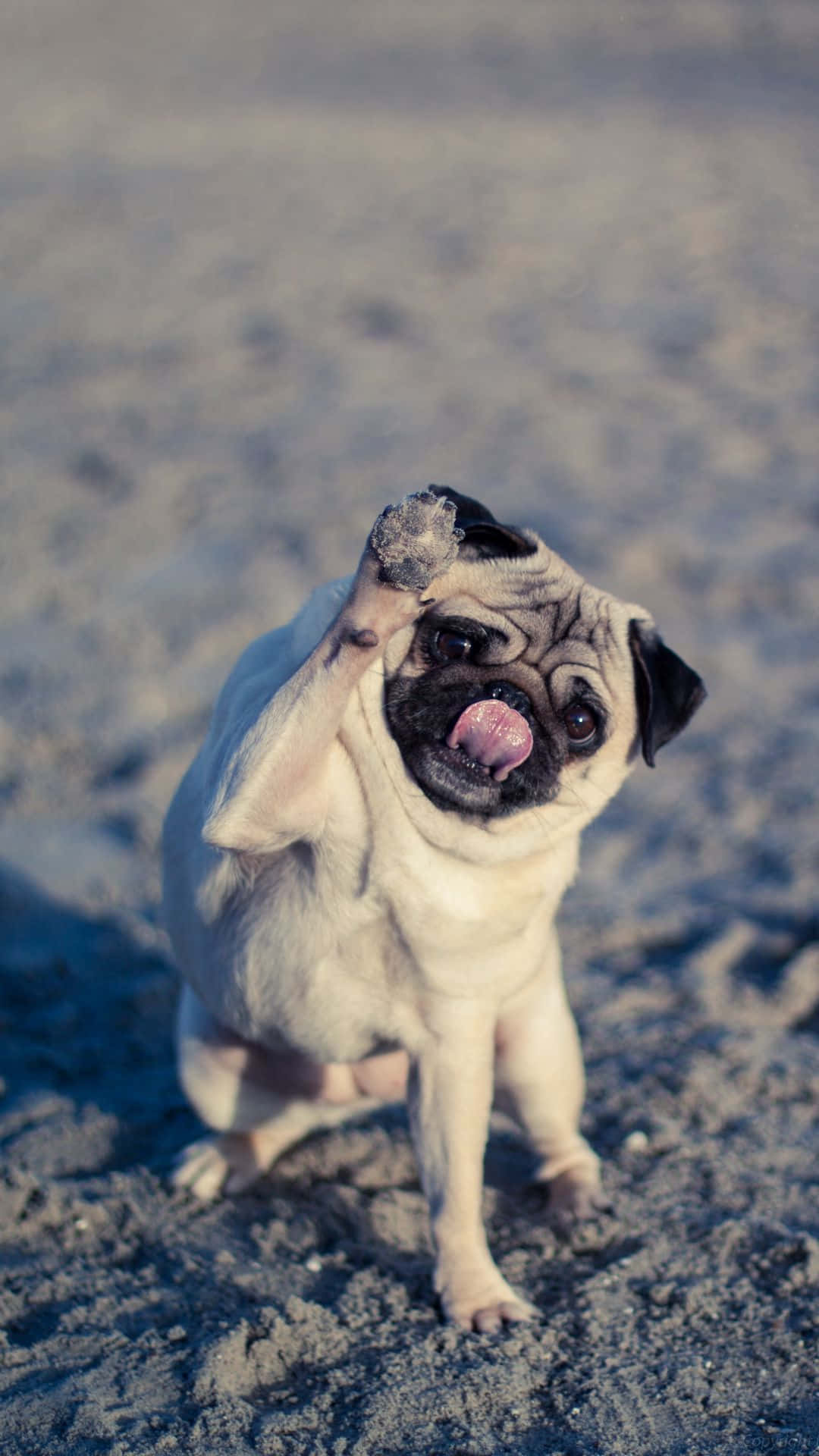 Pug Playing In The Beach Background
