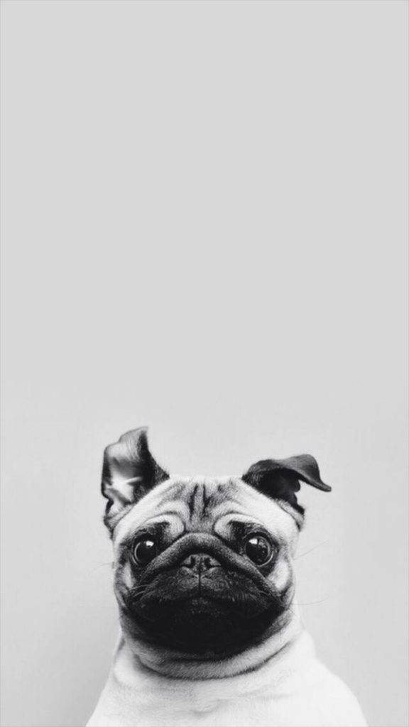 Pug Puppy Simple Phone Background