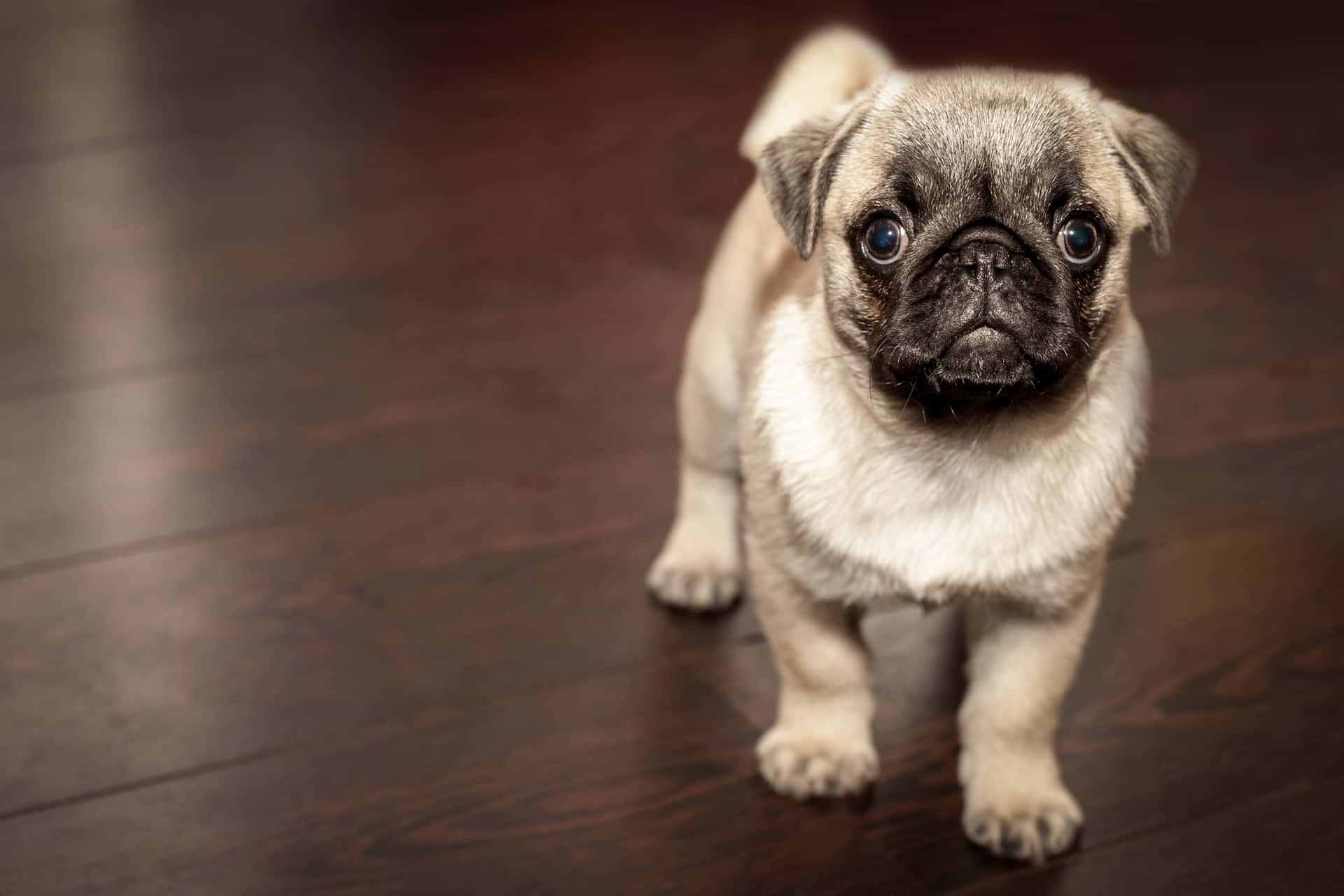 Pug Puppy Walking On Floor Background