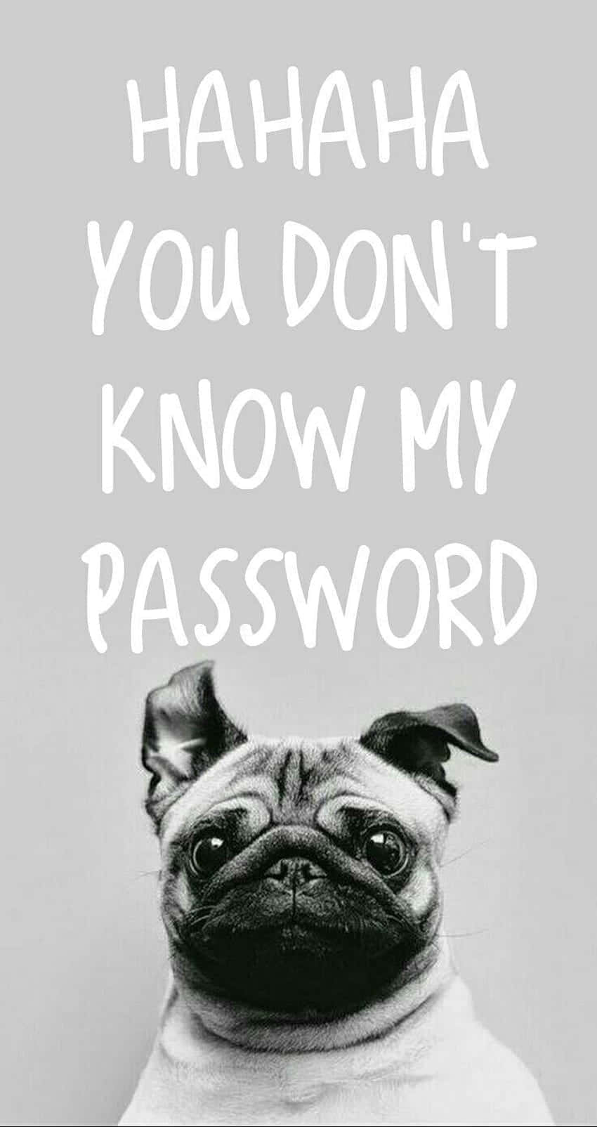 Pug Secret Password Meme.jpg Background