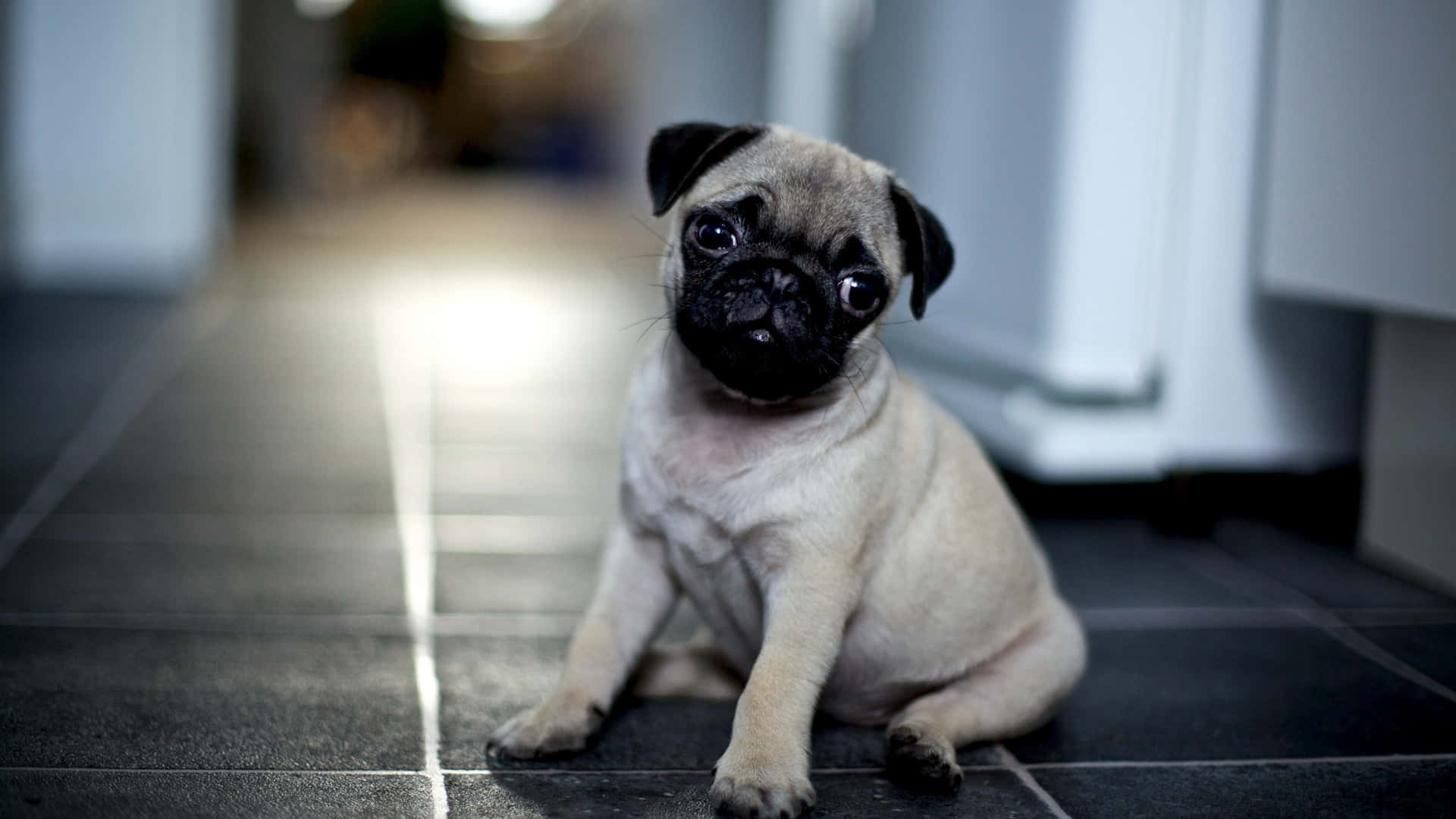 Pug Sitting On Black Tiles Background