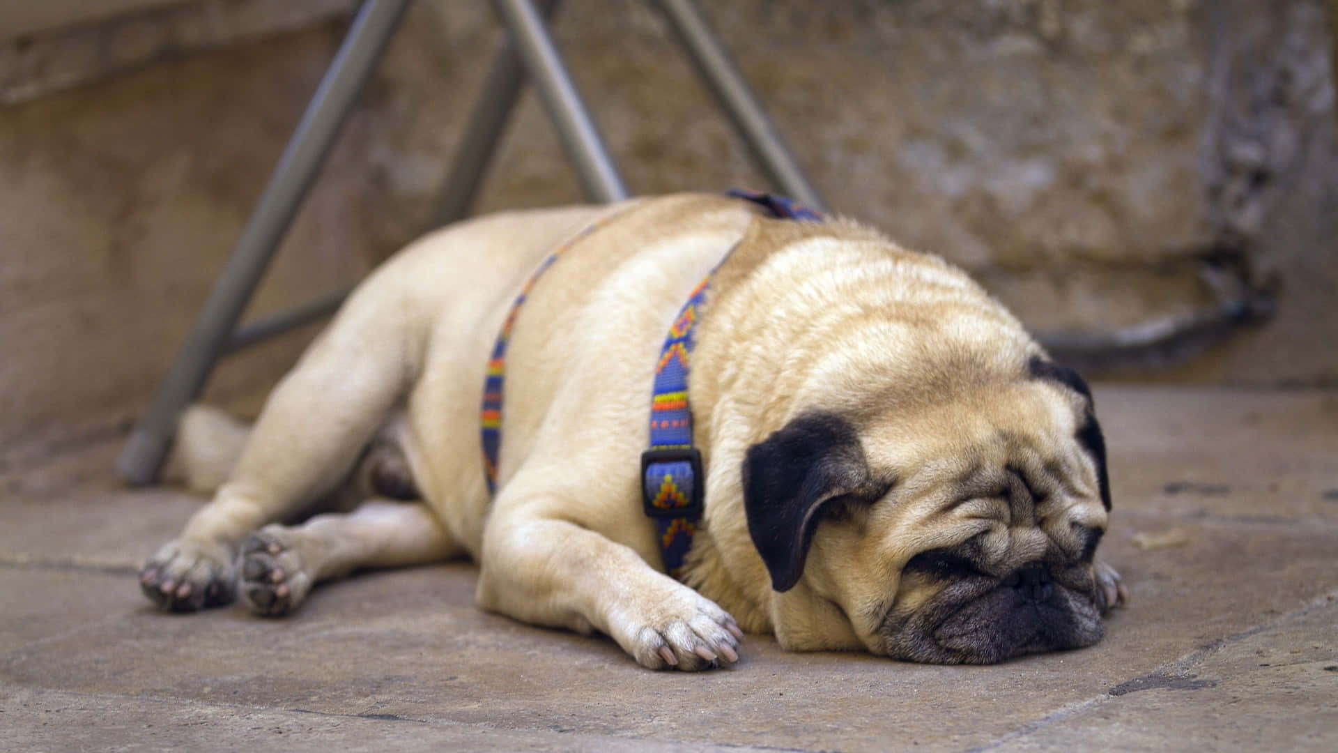 Pug Sleeping On The Floor Background