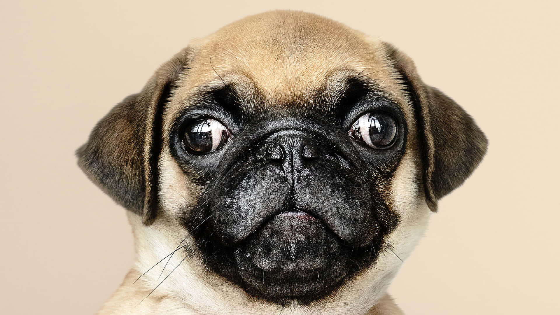 Pug With Bulging Eyes Background