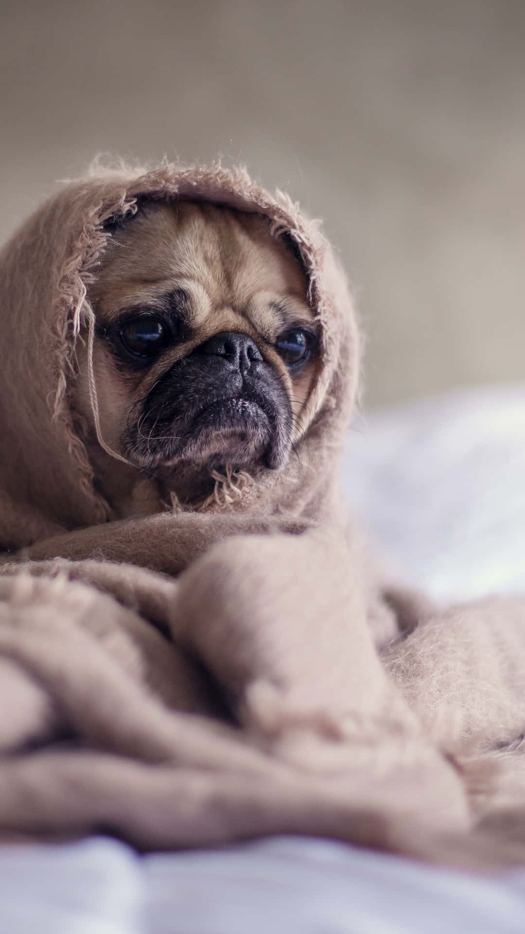 Pug Wrapped In A Blanket Background
