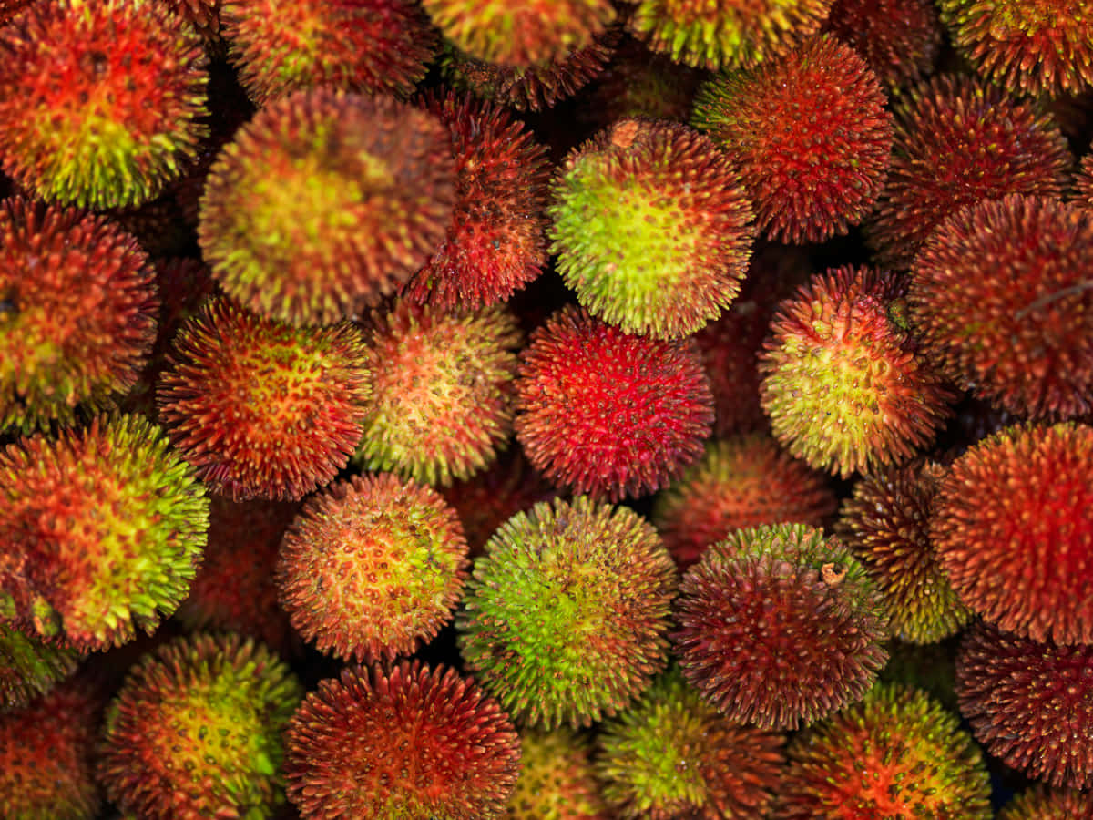 Pulasan Fruits Harvested Background