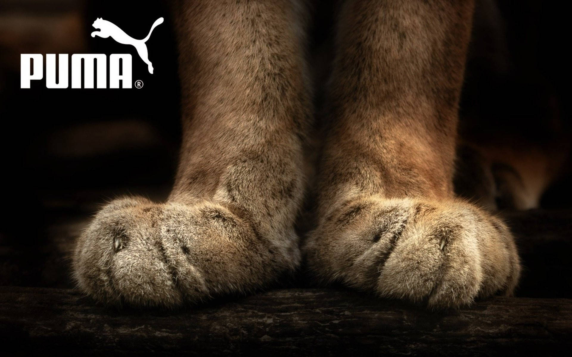 Puma Logo And Paws Background