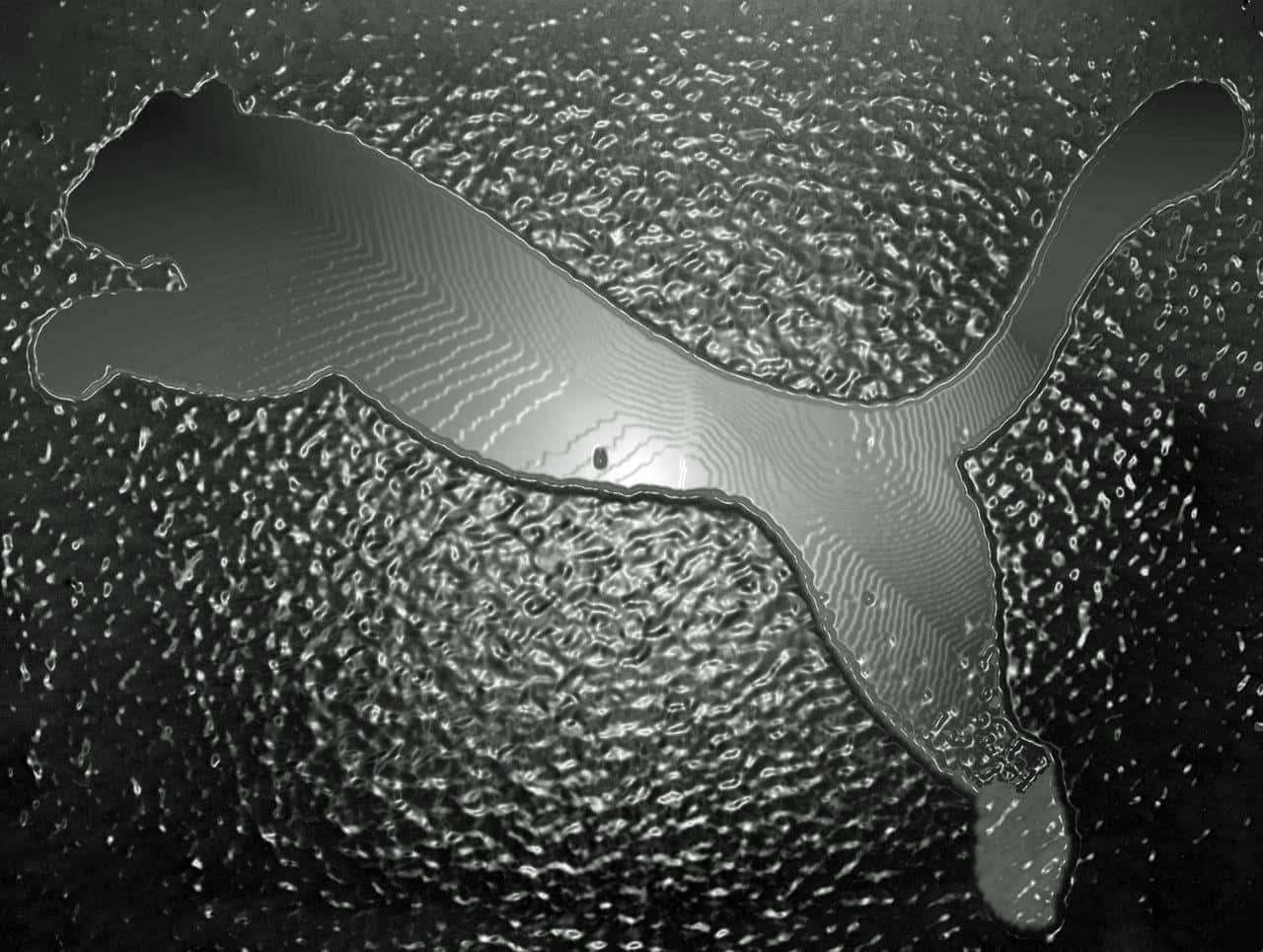 Puma Logo Water Reflection Background