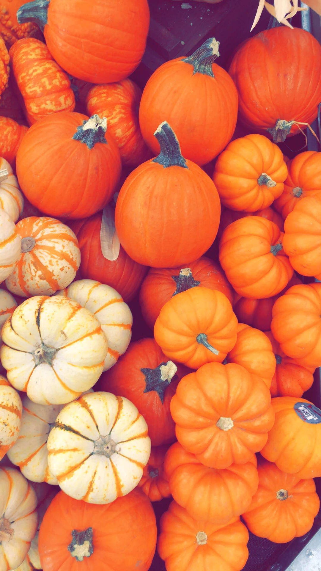 Pumpkin Bundle Fall Halloween Background