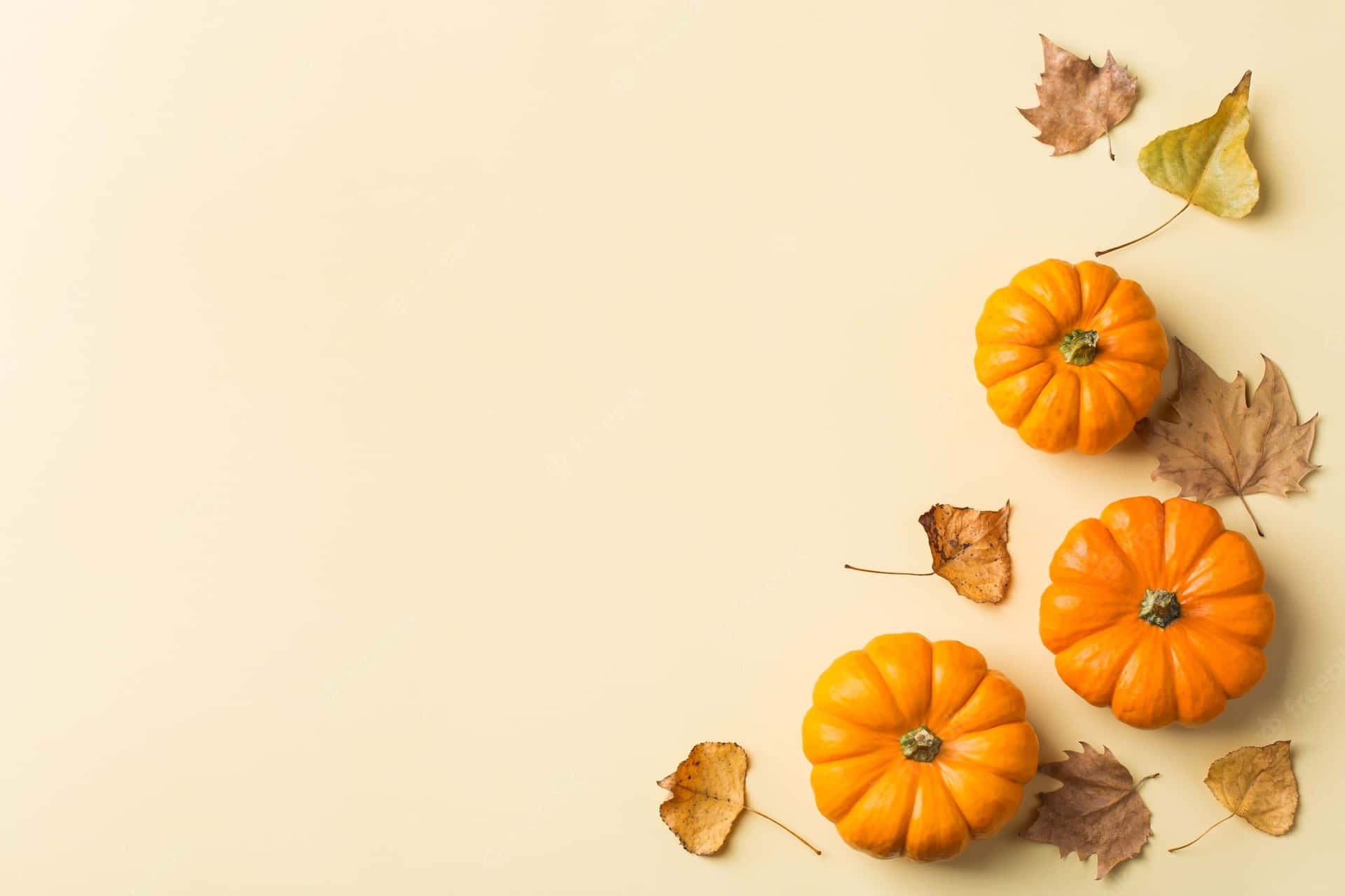 Pumpkin Fall Thanksgiving Wallpaper Background